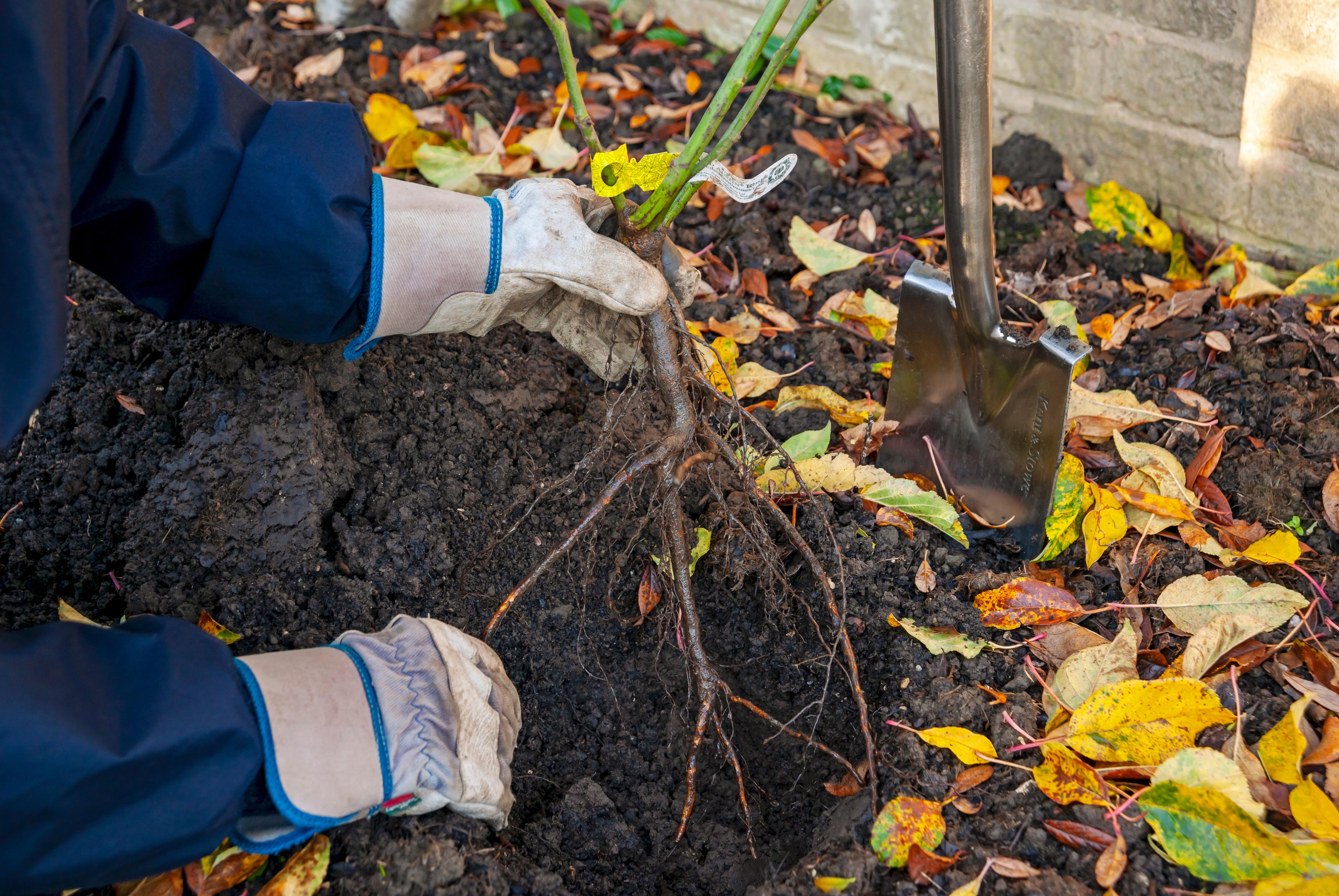 Someone planting a bare root rose