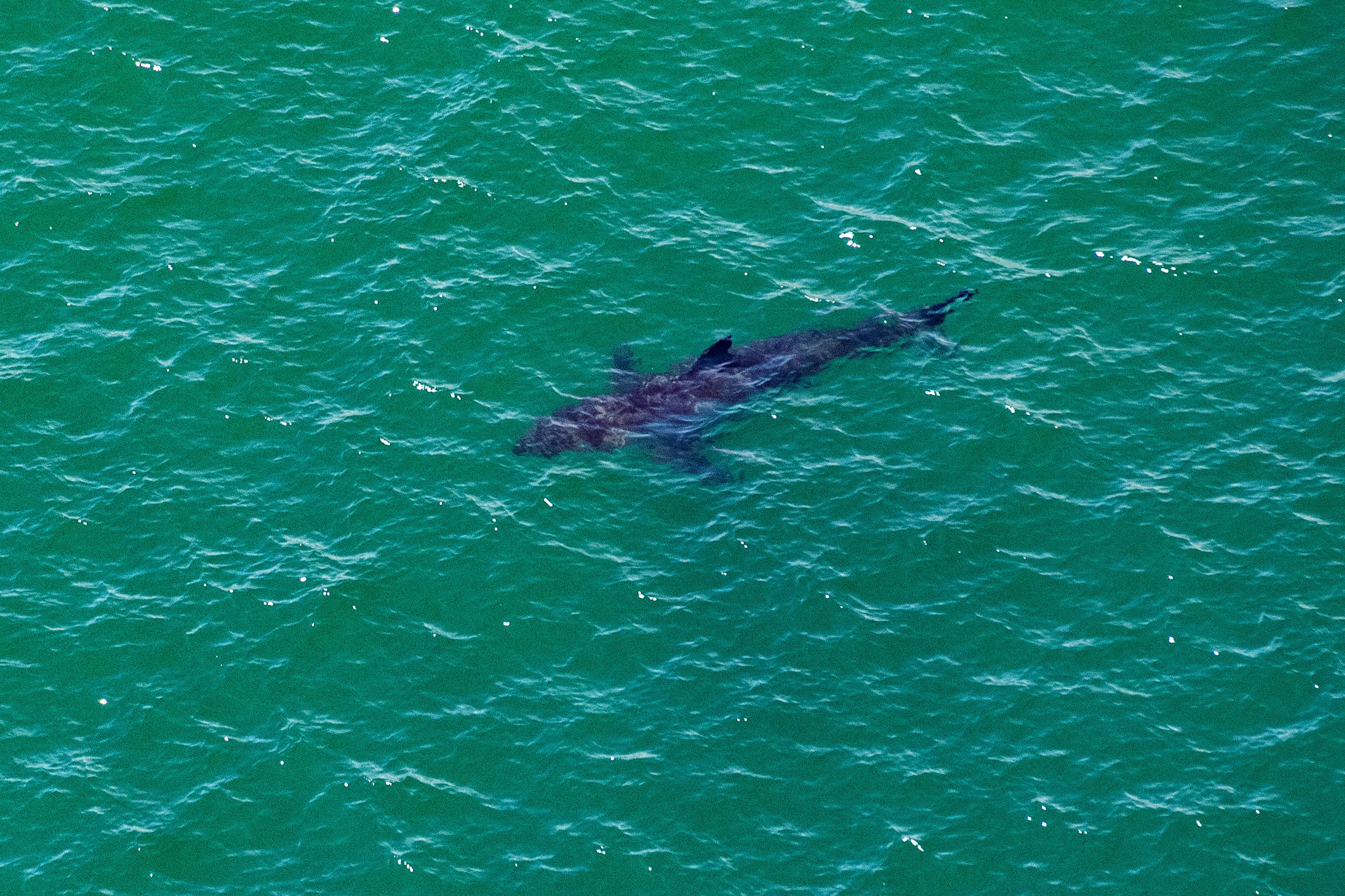 A great white shark swims off the coast of Massachusetts