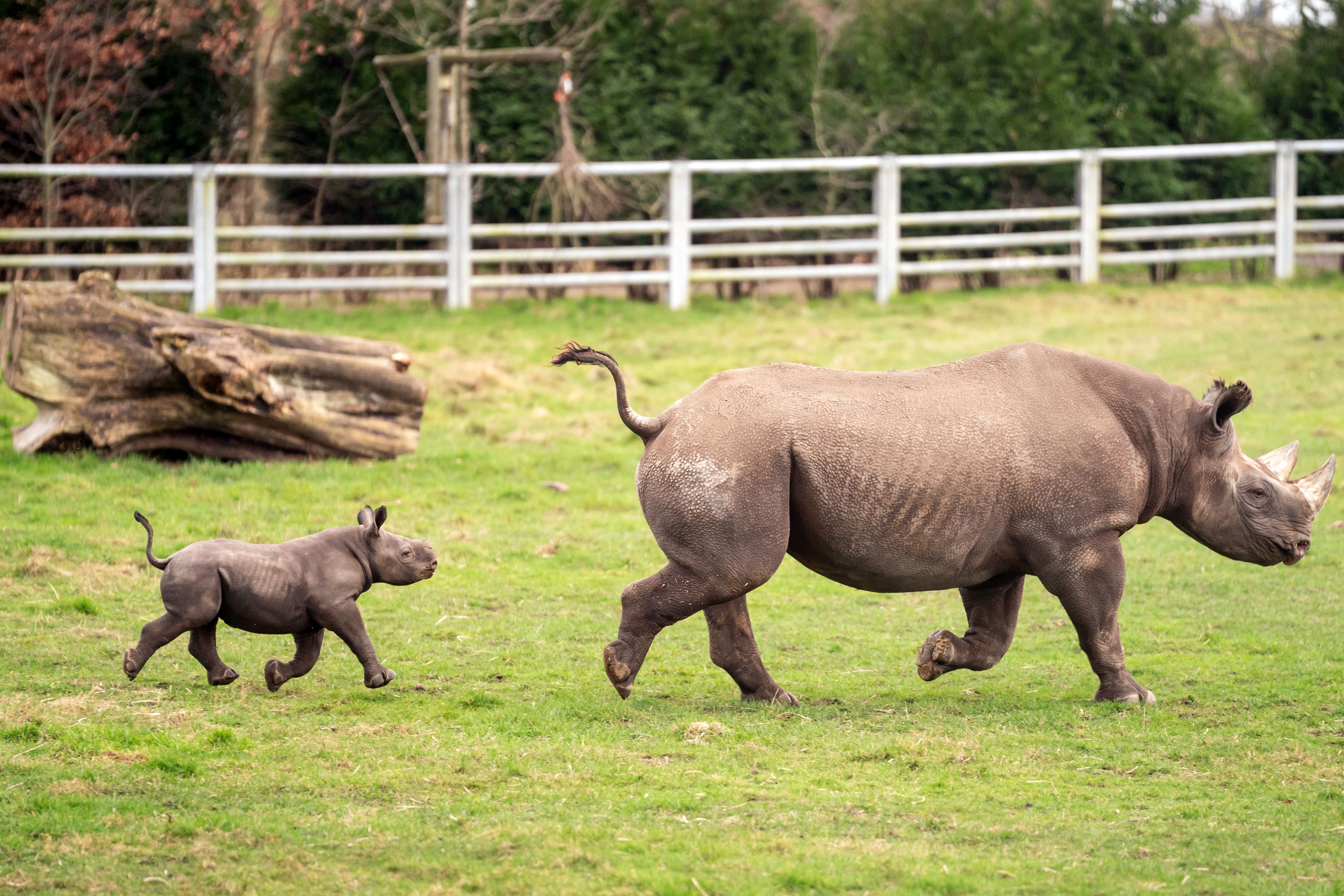 Newborn Black Rhino calf with his mother Najuma exploring his outdoor reserve at the Yorkshire Wildlife Park in Branton, South Yorkshire, where they are celebrating the first birth in the Park’s history of a critically endangered Black Rhino calf, one of the rarest mammals on earth. Picture date: Tuesday February 6, 2024.