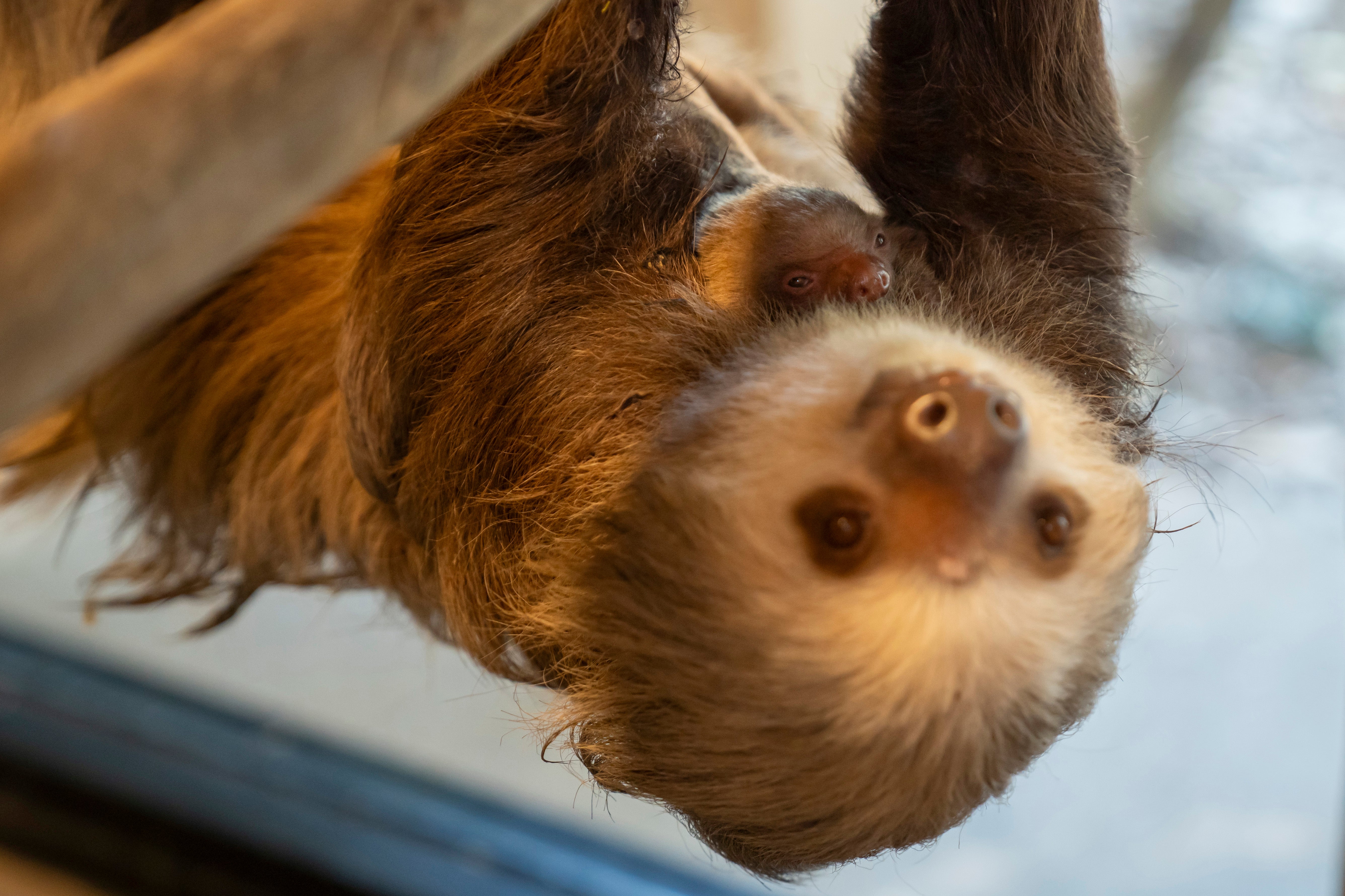 A baby sloth is seen with its mother at the Palm Beach Zoo Conservation Society, Tuesday, 30 Jan 2024 in West Palm Beach