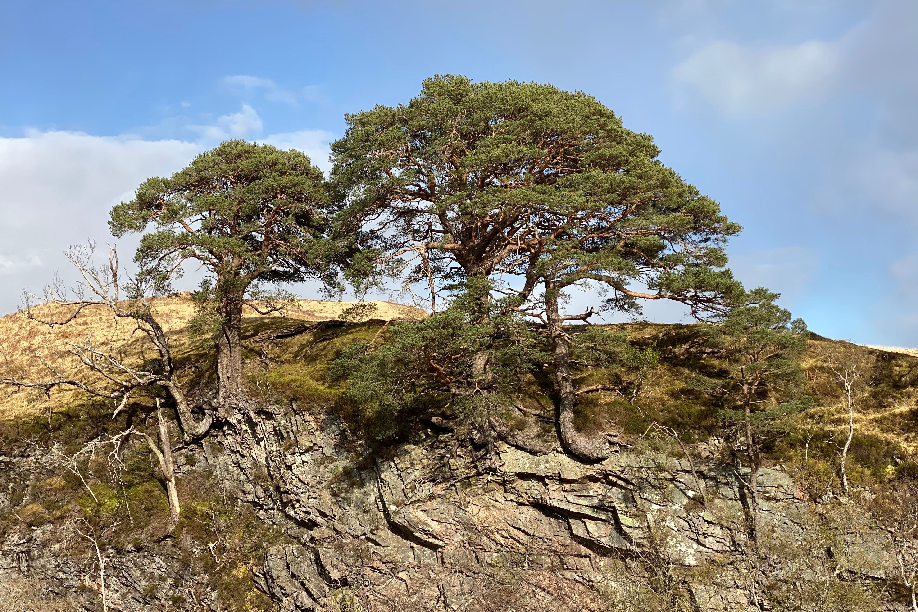 A ‘lost’ native pinewood of wild Scots pines (Trees for Life/PA)