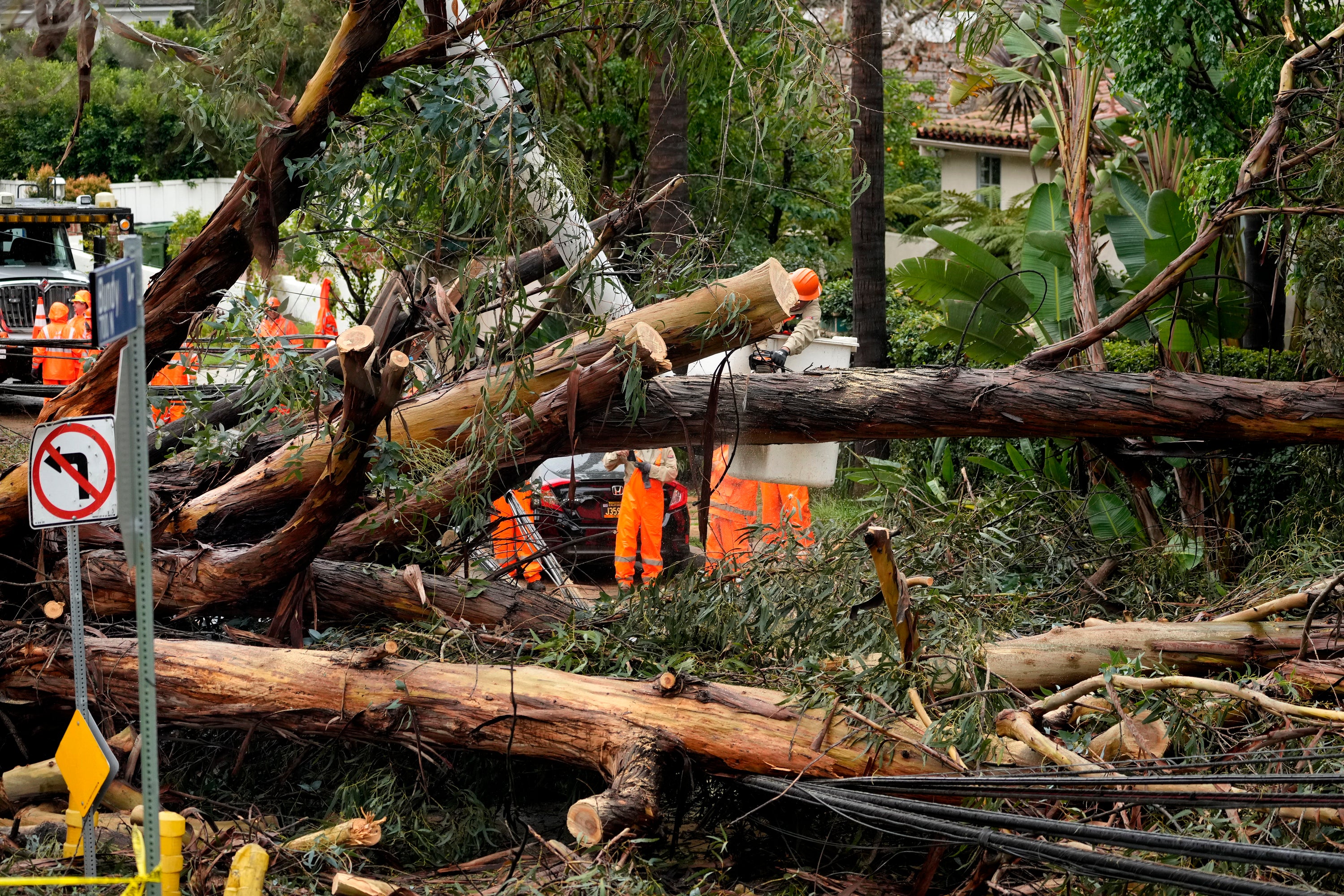 City workers help to remove a eucalyptus tree that fell onto a house and over power lines along Bundy Drive in the Brentwood section of Los Angeles on Tuesday