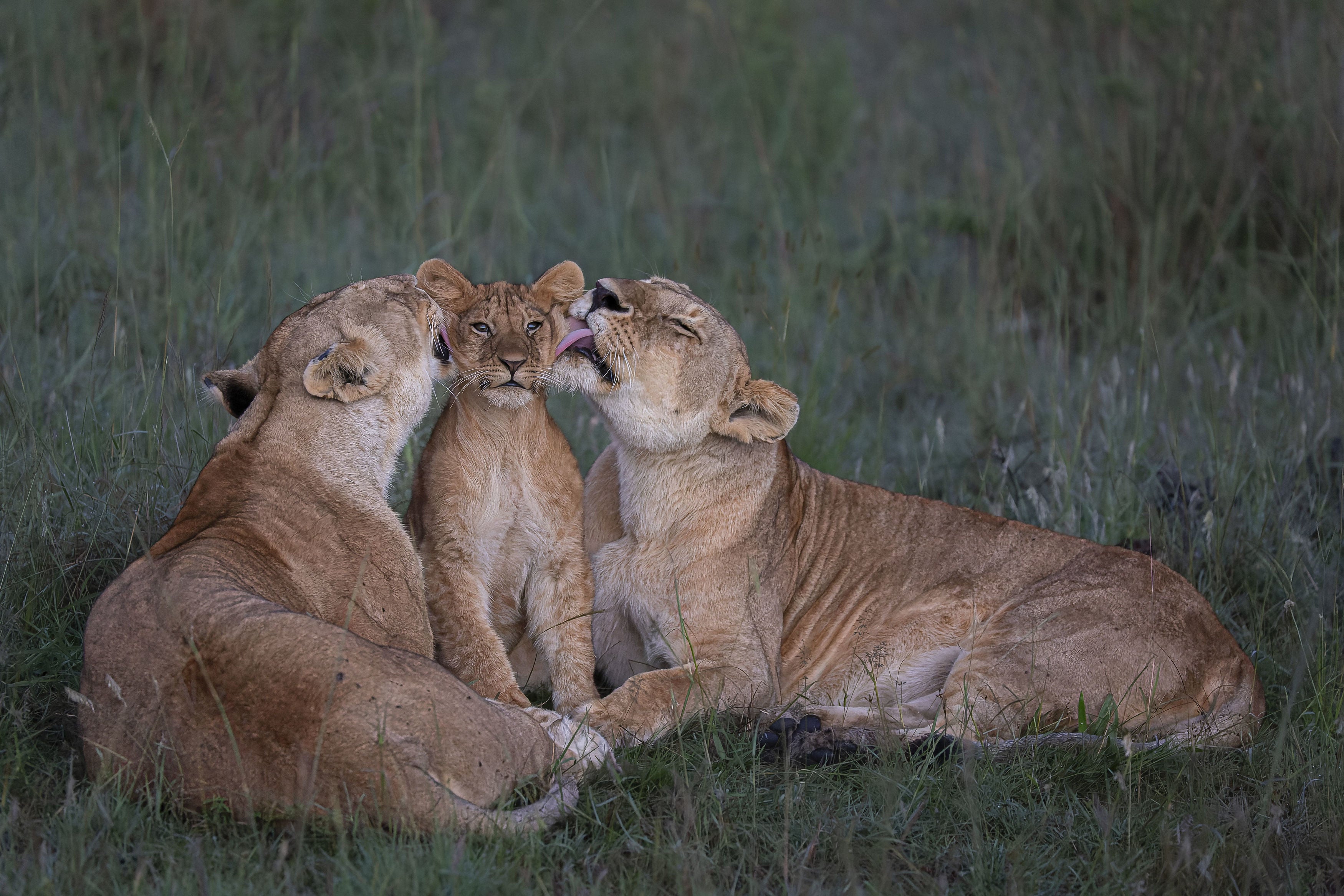 Undated handout photo issued by Natural History Museum of Shared Parenting by Mark Boyd, Kenya, of lions in Maasai Mara, Kenya, one of the 'Highly Commended' images in the Wildlife Photographer of the Year People's Choice Award