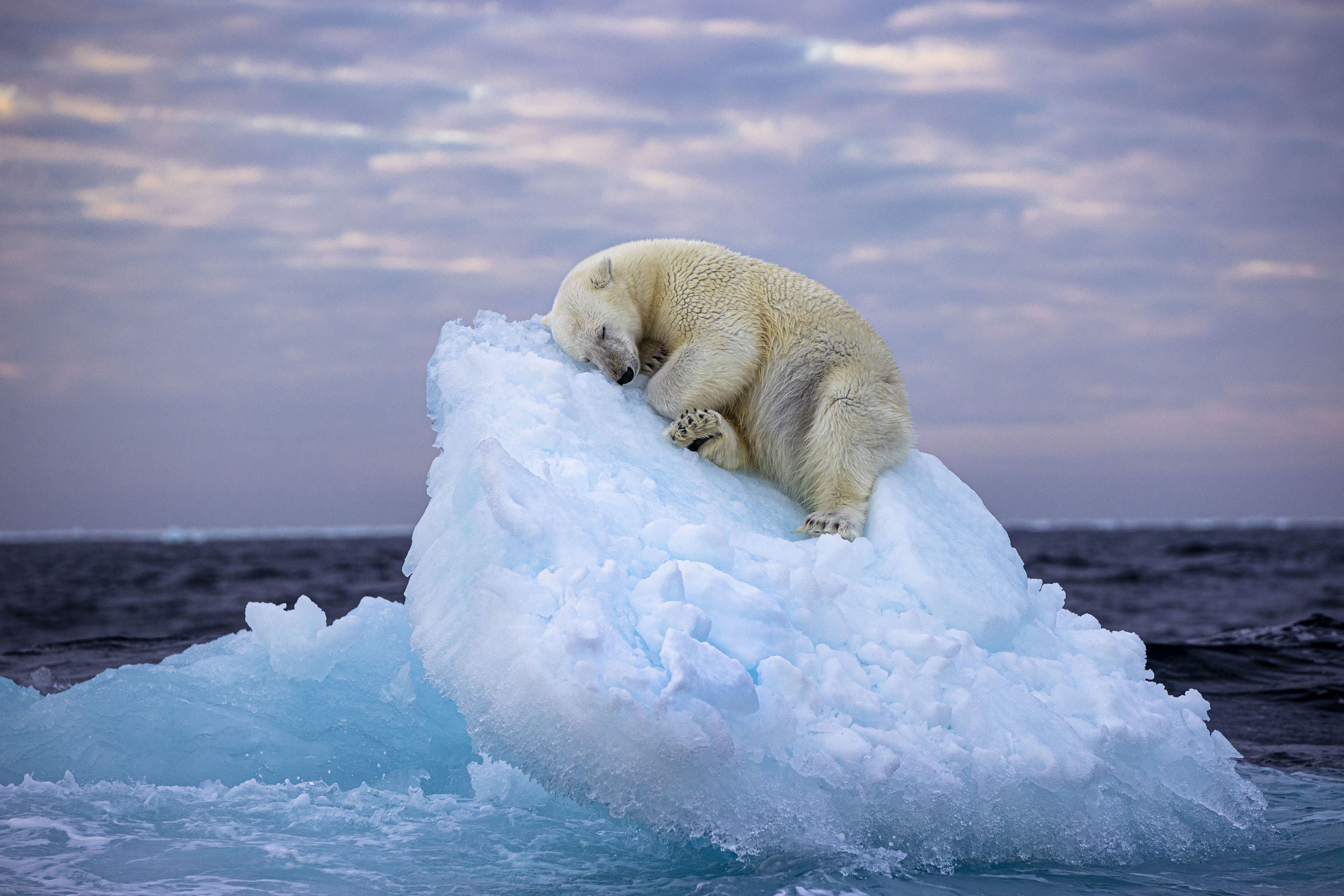 Undated handout photo issued by Natural History Museum of Ice Bed by Nima Sarikhani, UK, of a polar bear in Norway's Svalbard archipelago, which voted as winner for the Wildlife Photographer of the Year People's Choice Award. Issue date: Wednesday February 7, 2024. PA Photo. See PA story ENVIRONMENT Photography. Photo credit should read: