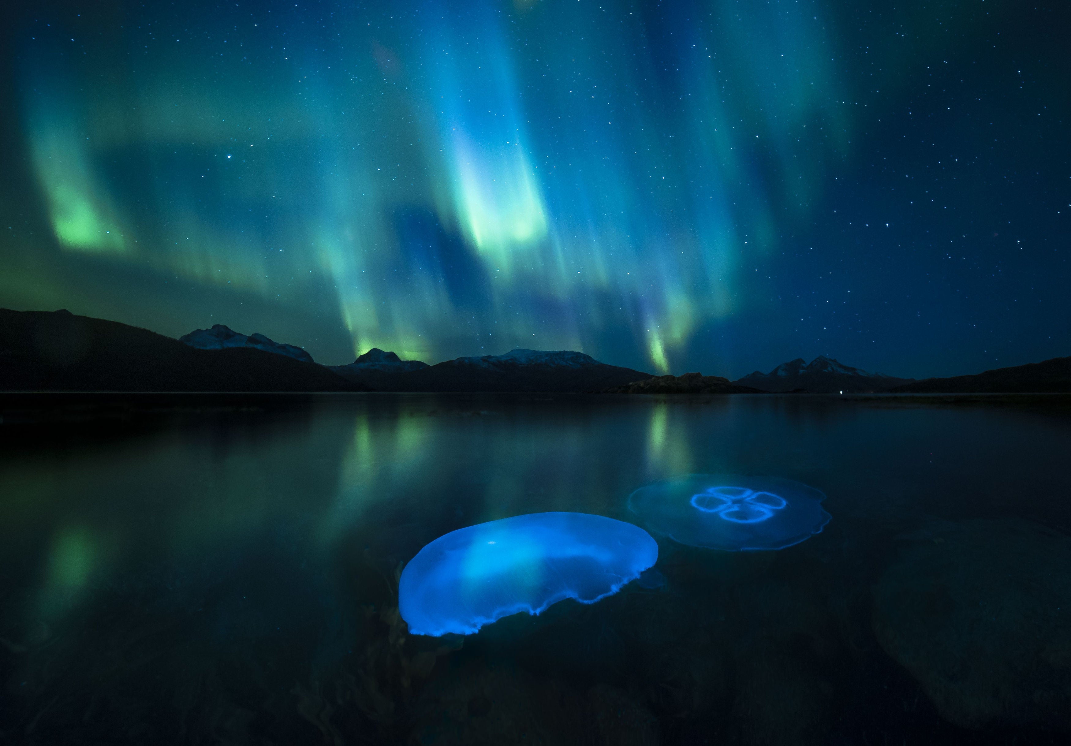 Undated handout photo issued by Natural History Museum of Aurora Jellies by Audun Rikardsen, Norway, of Moon jellyfish swarm in the waters of a fjord outside Tromso in northern Norway illuminated by the aurora borealis, one of the 'Highly Commended' images in the Wildlife Photographer of the Year People's Choice Award