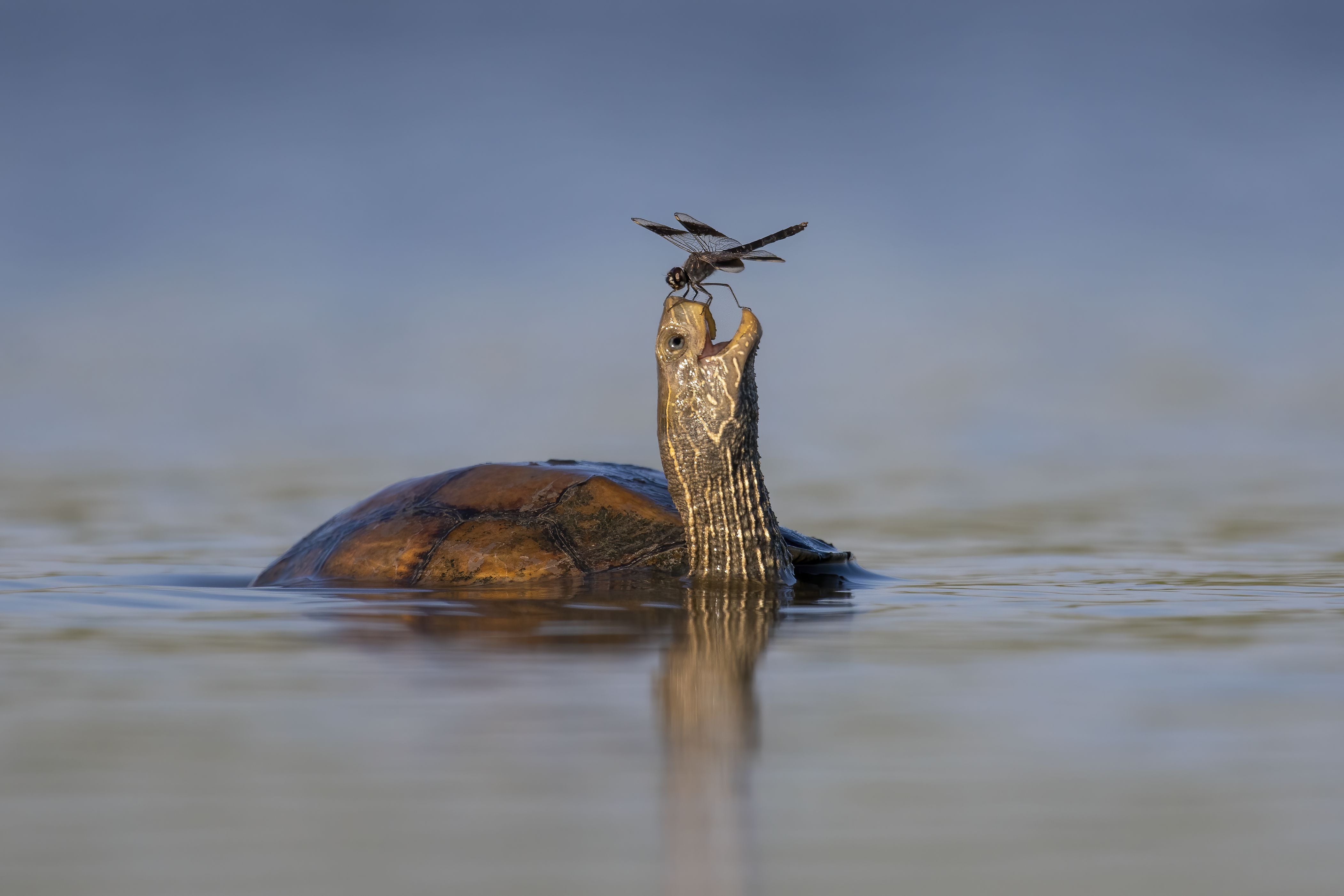 Undated handout photo issued by Natural History Museum of The Happy Turtle by Tzahi Finkelstein, Israel, of a Balkan pond turtle with a northern banded groundling dragonfly in Israel's Jezreel Valley, one of the 'Highly Commended' images in the Wildlife Photographer of the Year People's Choice Award