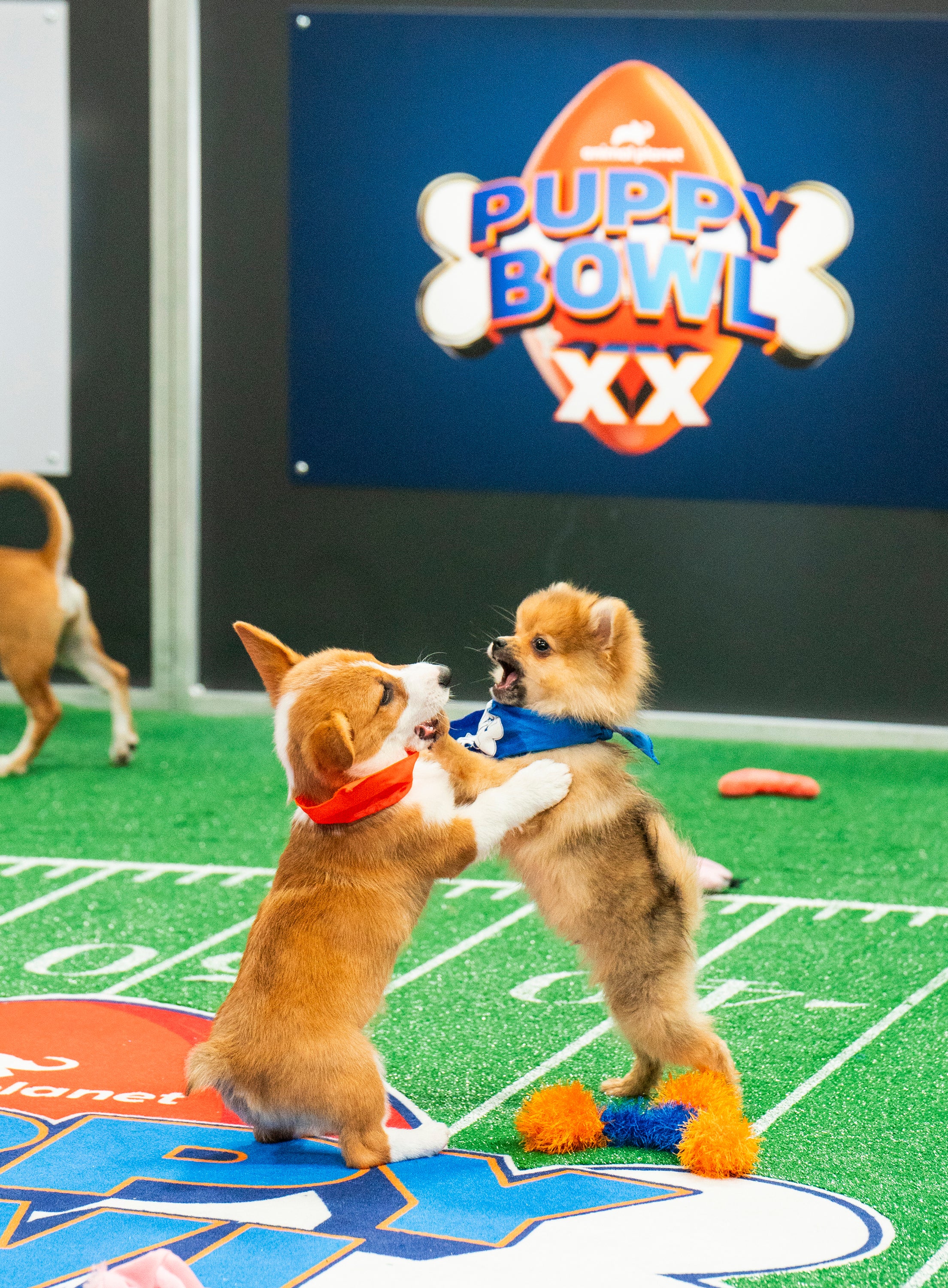 TV Puppy Bowl