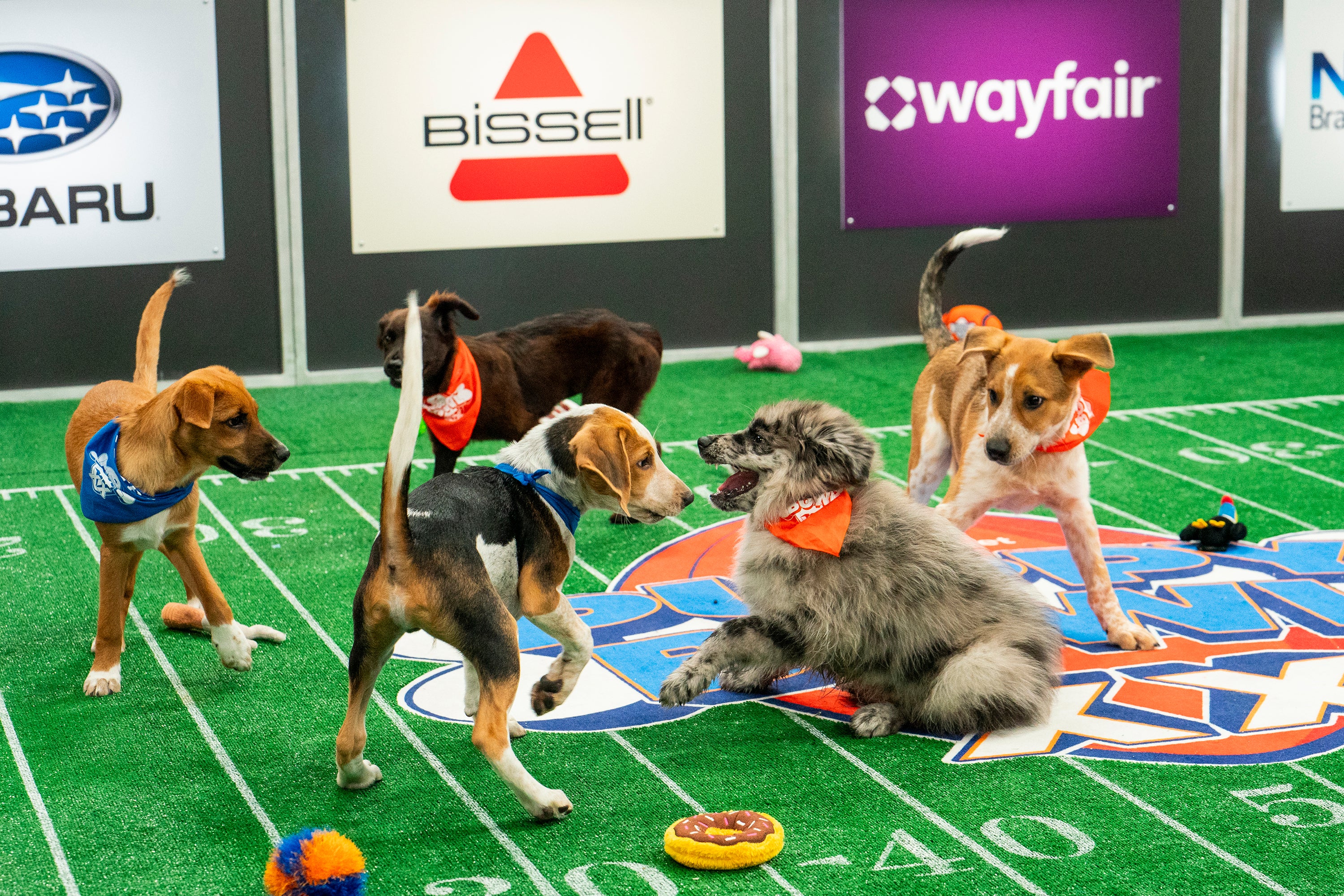 TV Puppy Bowl
