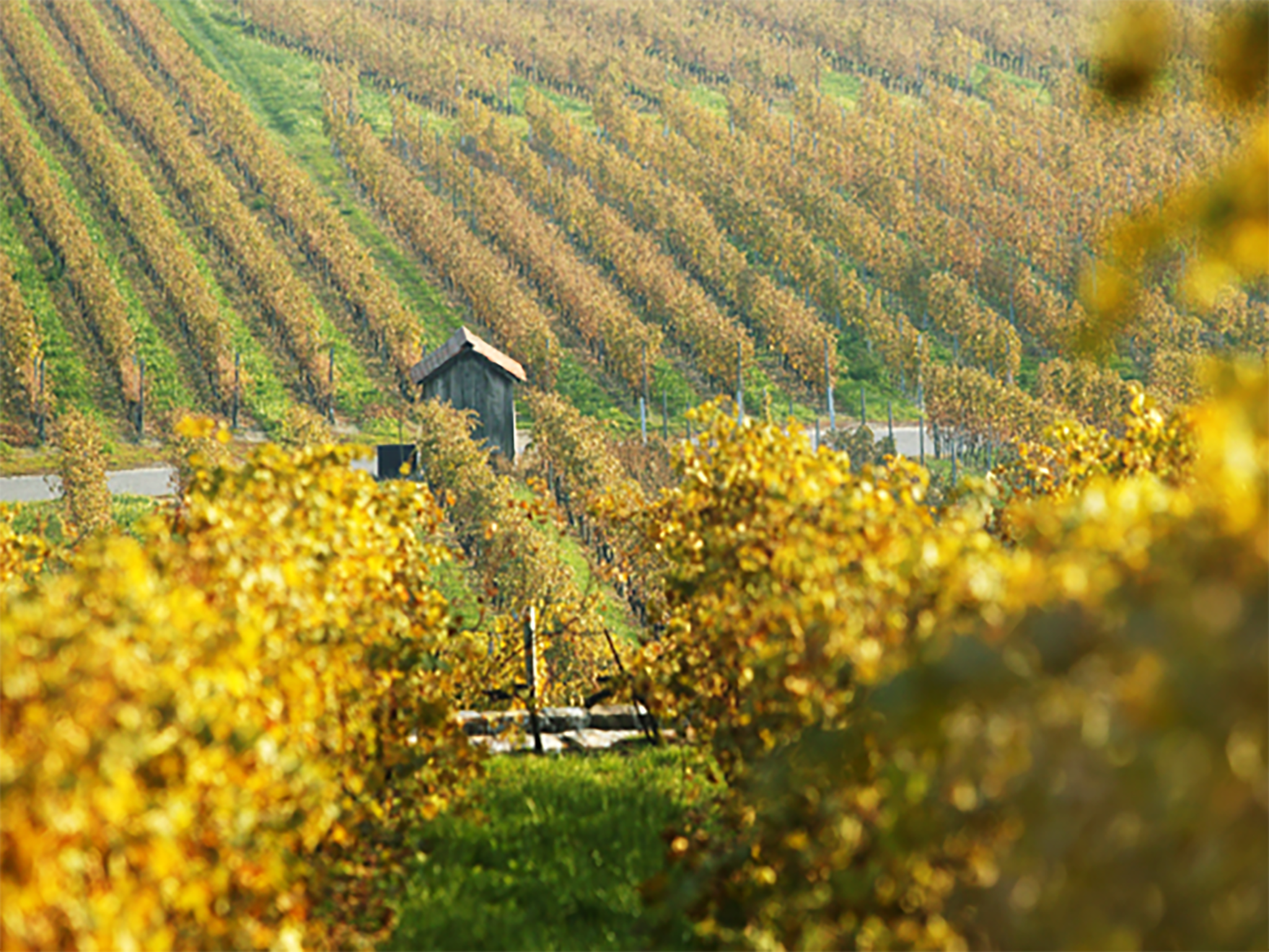 The vineyards of Domaine La Colombe are just a short drive away