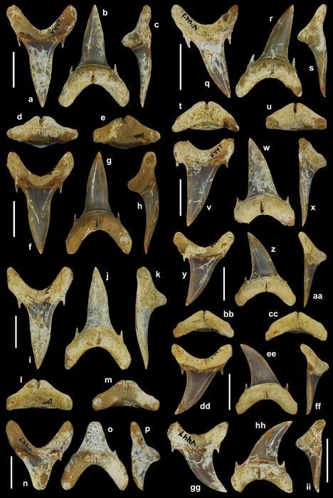 Palaeohypotodus bizzocoi teeth