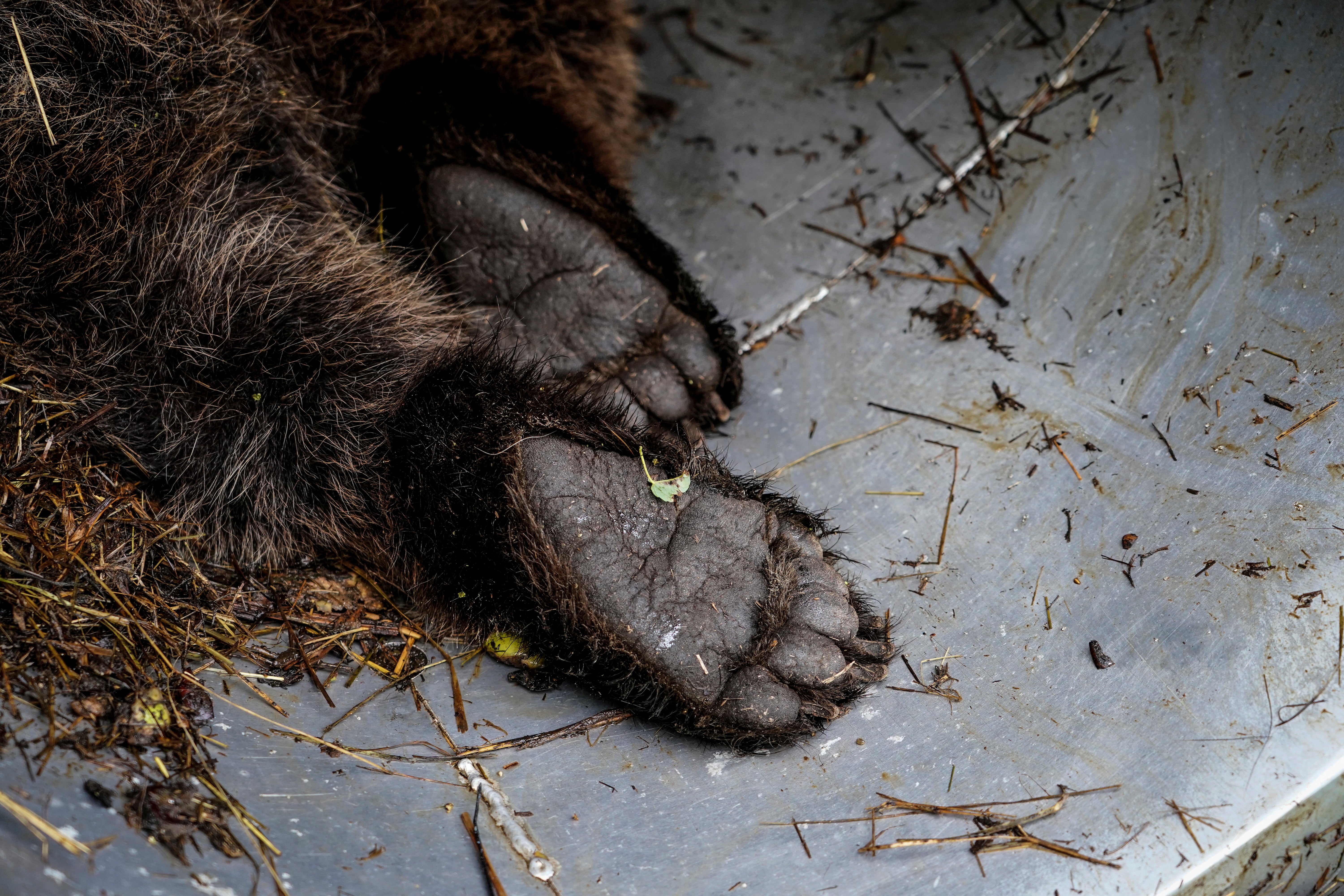 A female Iberian brown bear, the first to be captured in decades, lies anaesthetised inside a remote-controlled cage after veterinarians performed a health check-up