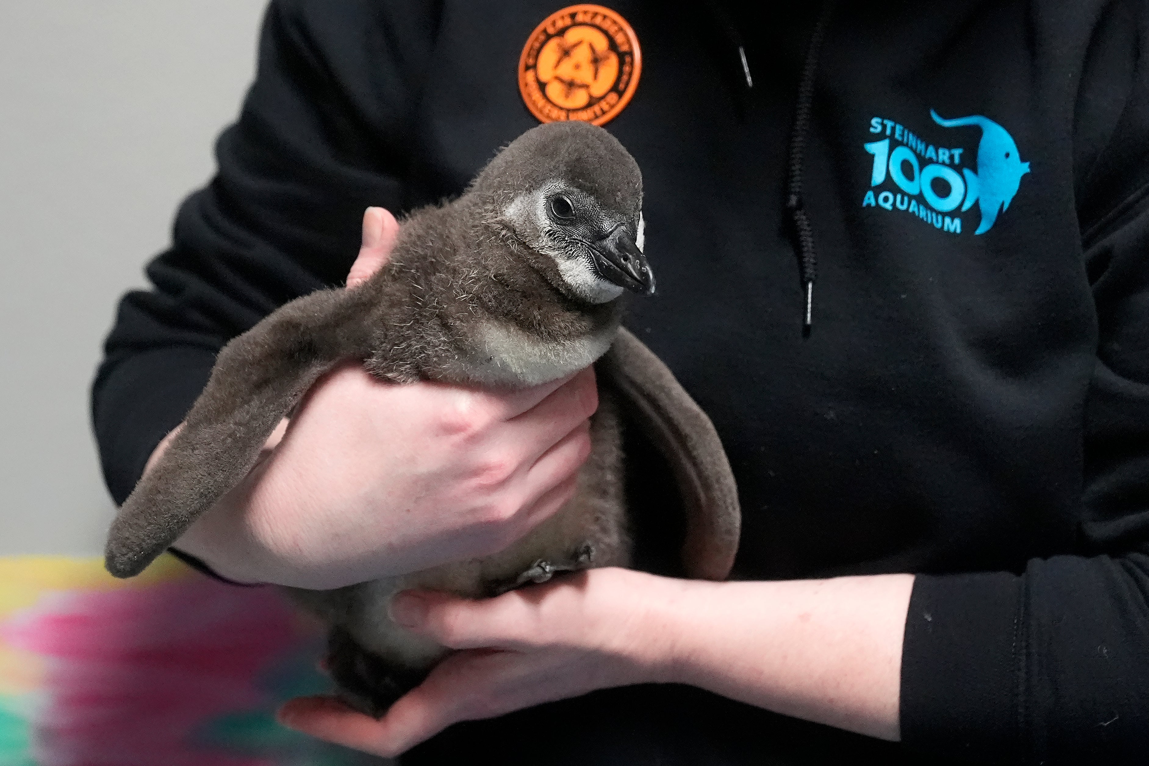 Baby Penguin Boom