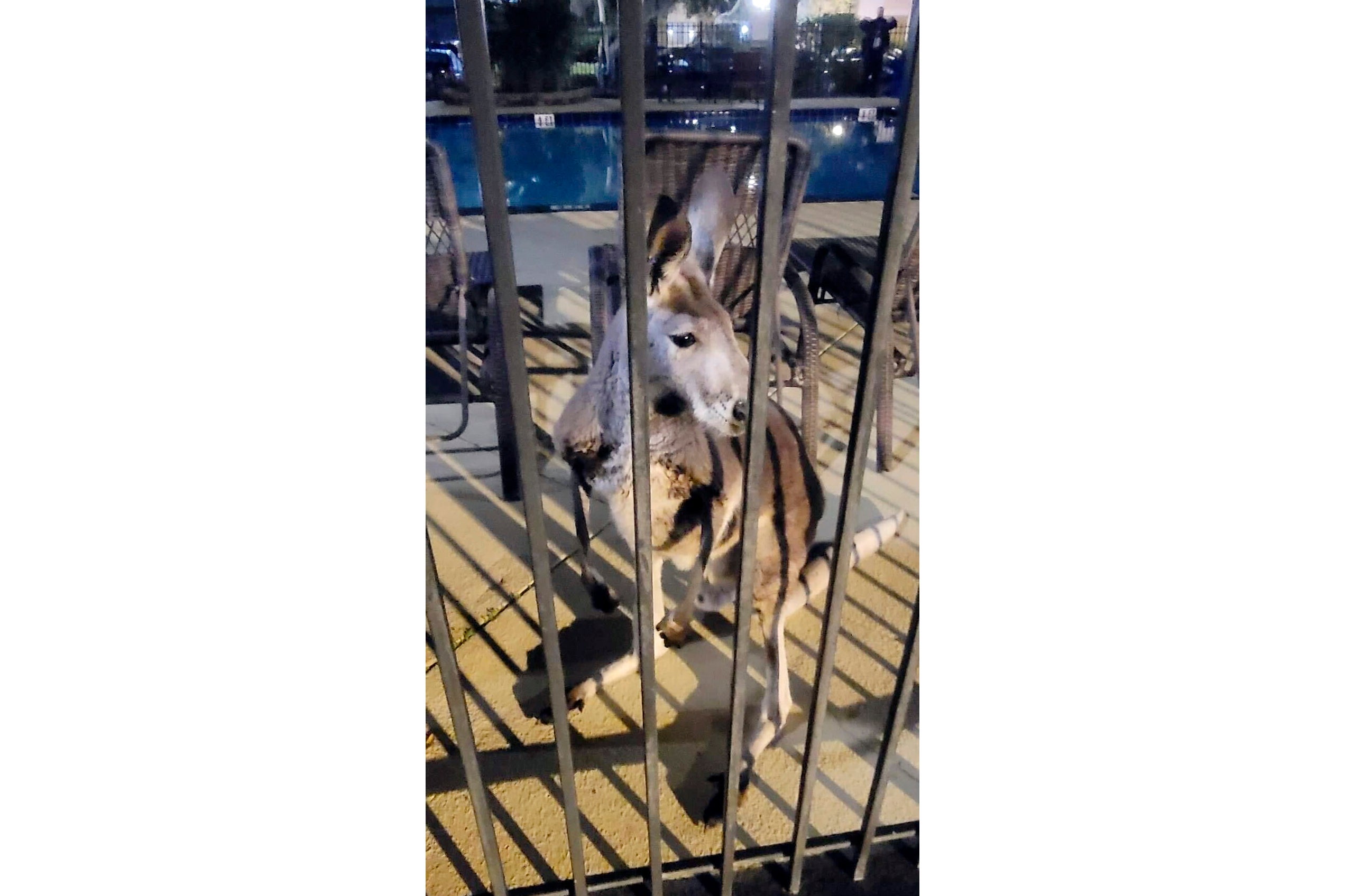 Kangaroo Florida Pool