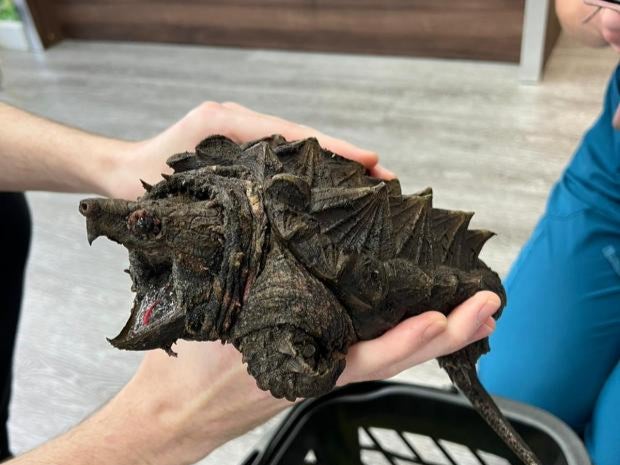 The alligator snapping turtle was discovered in a small lake outside a Cumbrian village