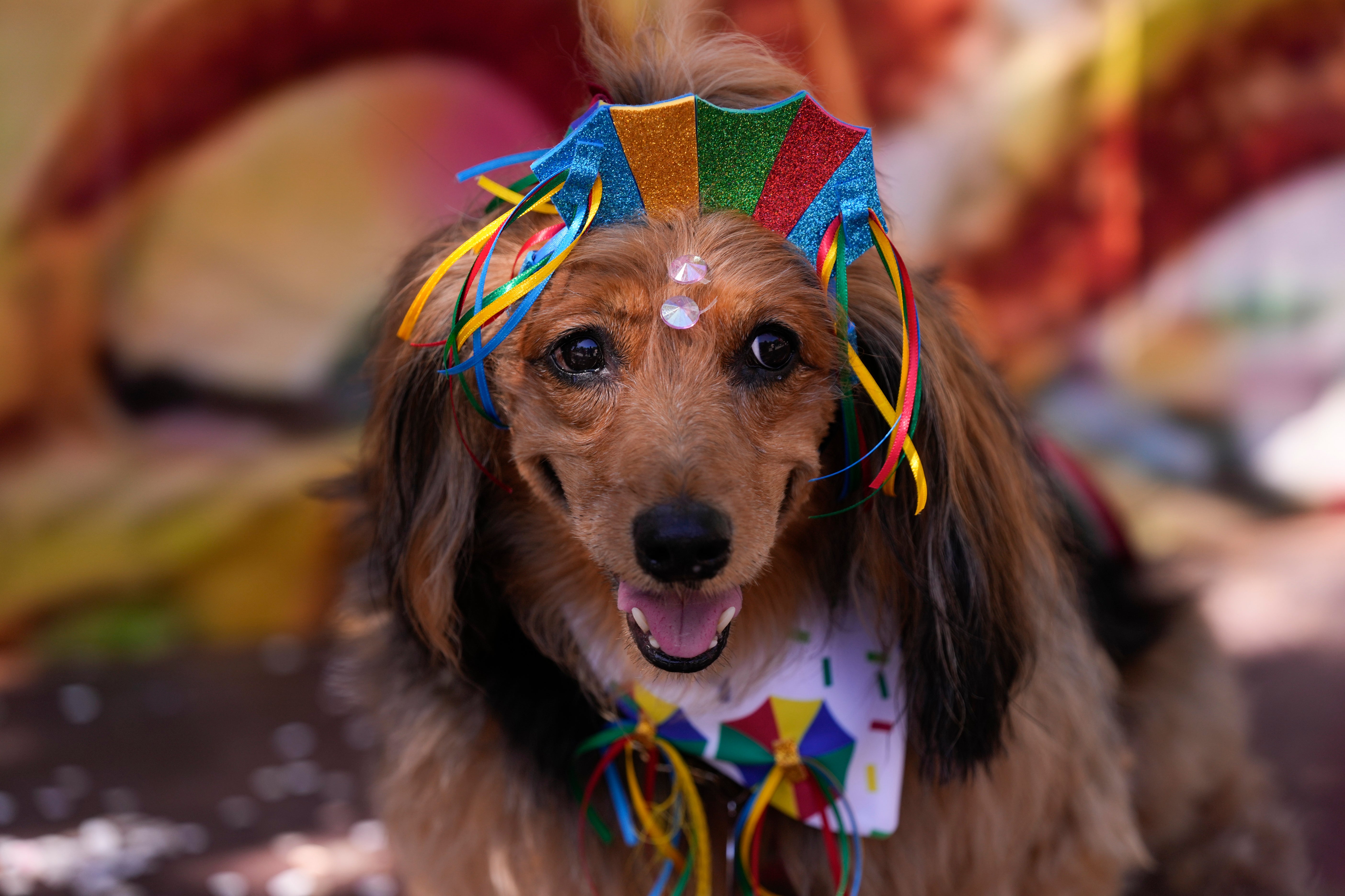 Brazil Carnival Dogs