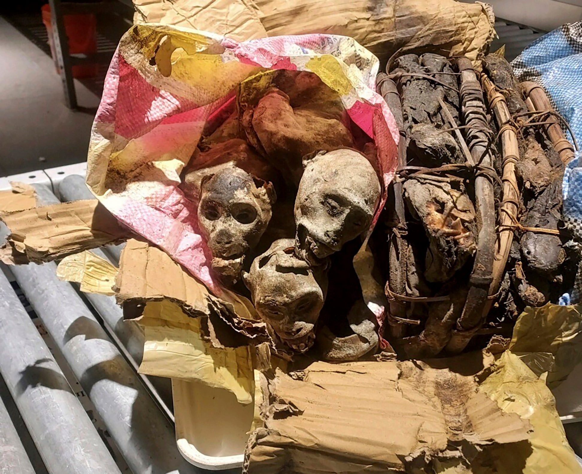 The mummified remains of four monkeys discovered and seized from luggage from a traveller who’d been to the Democratic Republic of Congo before arriving at Boston