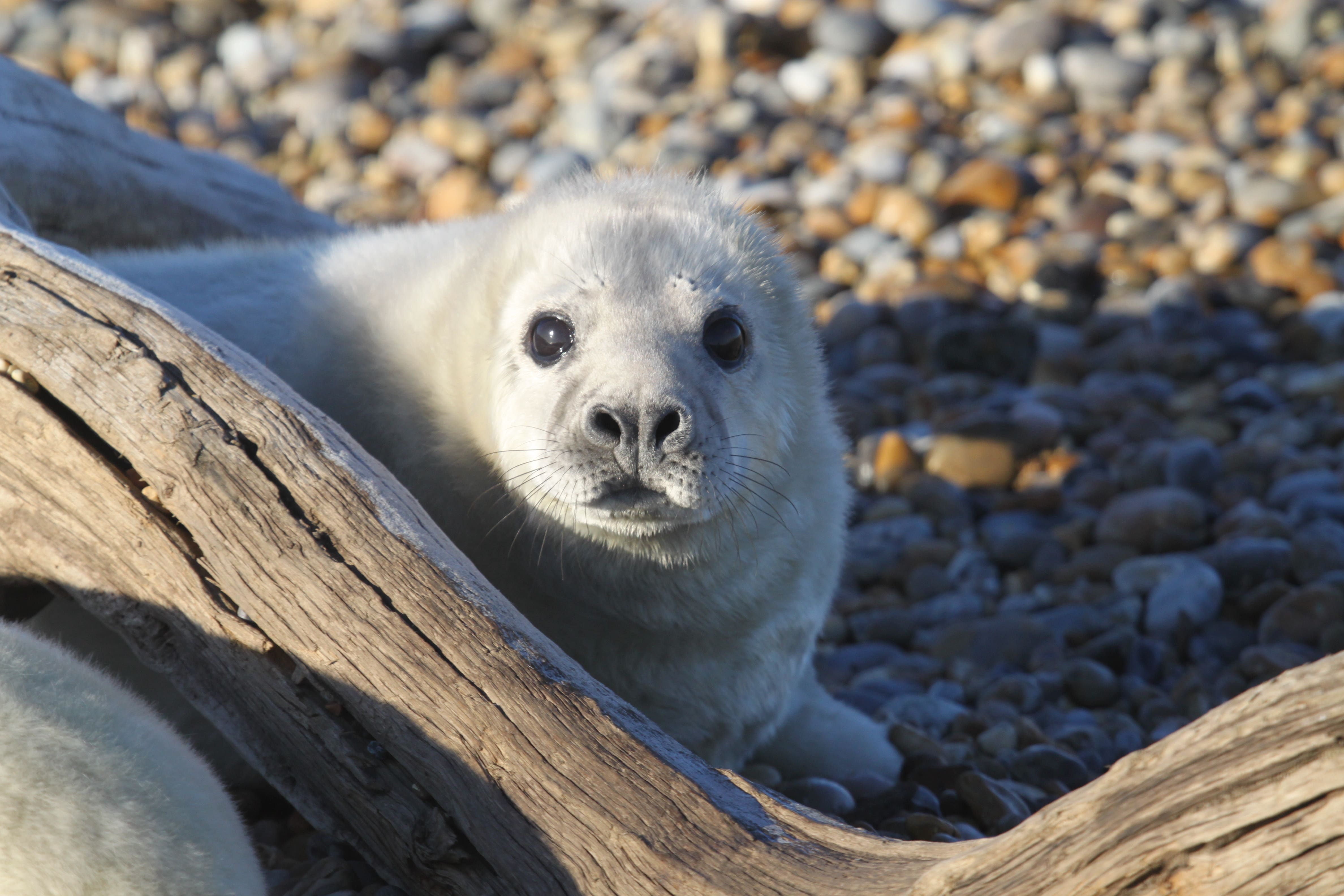 A grey seal colony has established itself at Orford Ness on the Suffolk coast (Andrew Capell/National Trust/PA)