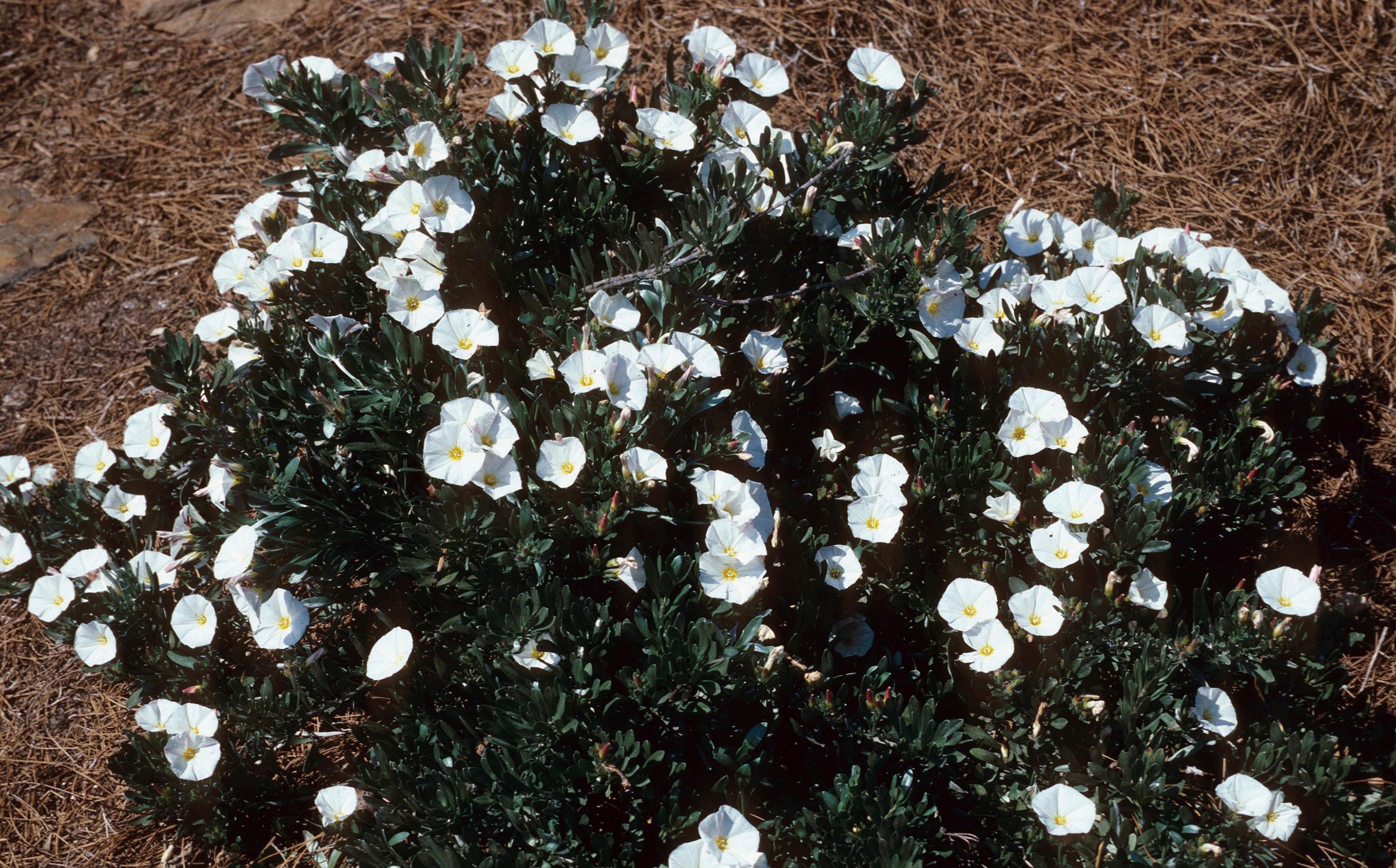 Gardening-Desert Groundcovers