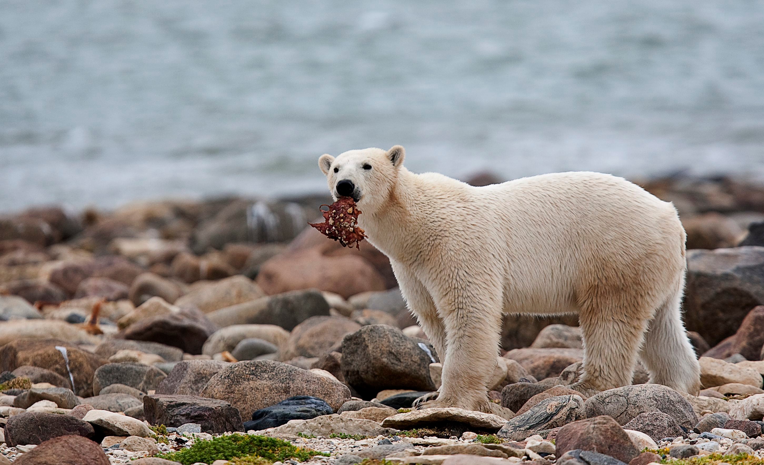 Climate Polar Bear Diet