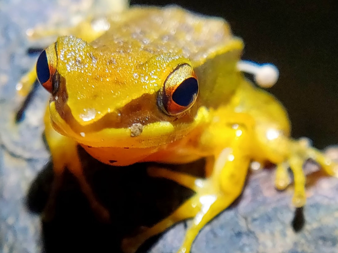 Closer look at a Rao’s intermediate golden-backed frog with mushroom growing on its leg