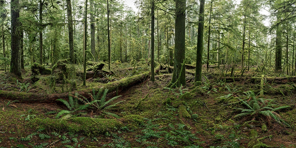 Cathedral Grove #1 , Vancouver Island, British Columbia, Canada, 2017