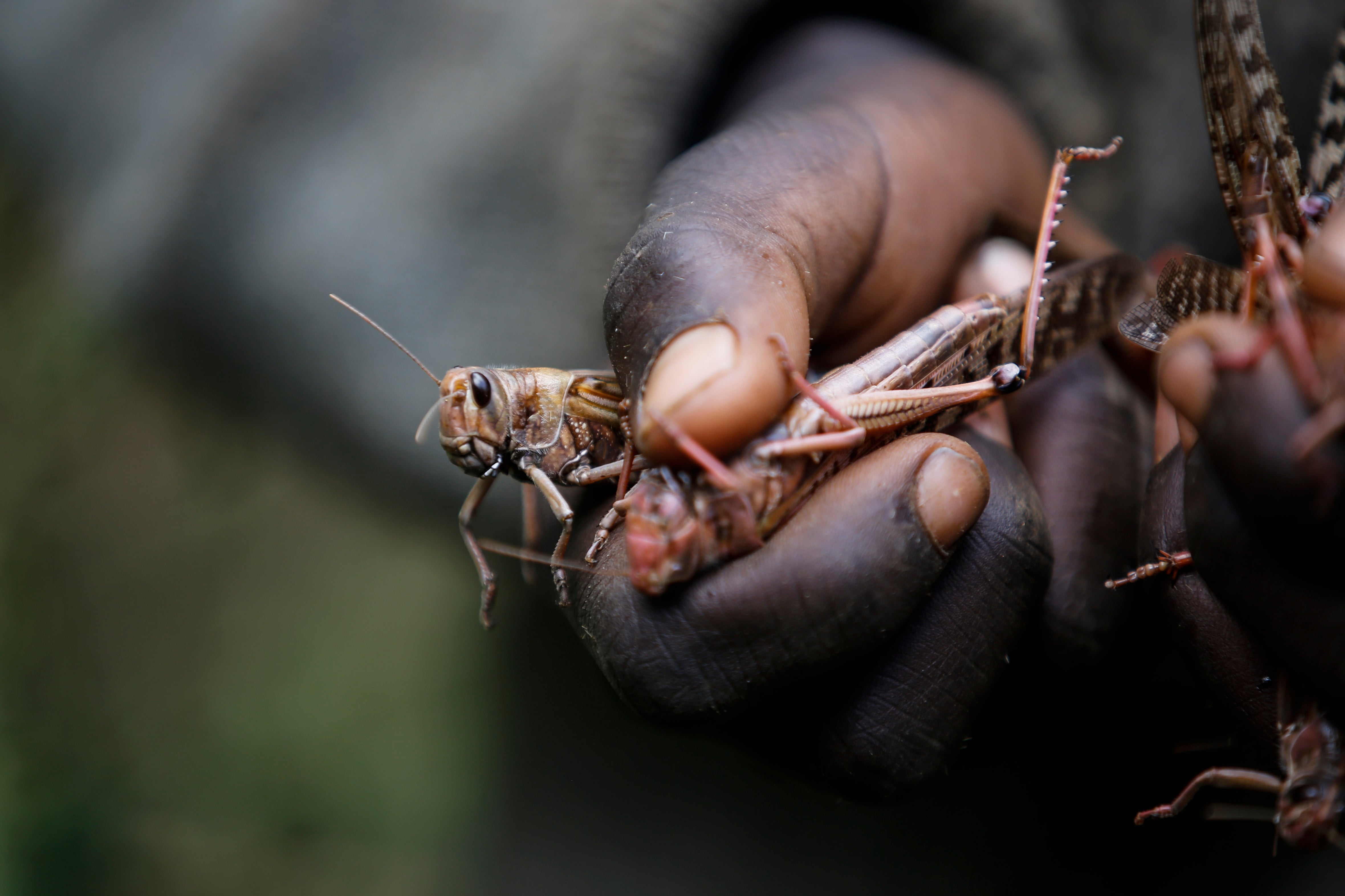 Desert Locust Outbreak Study