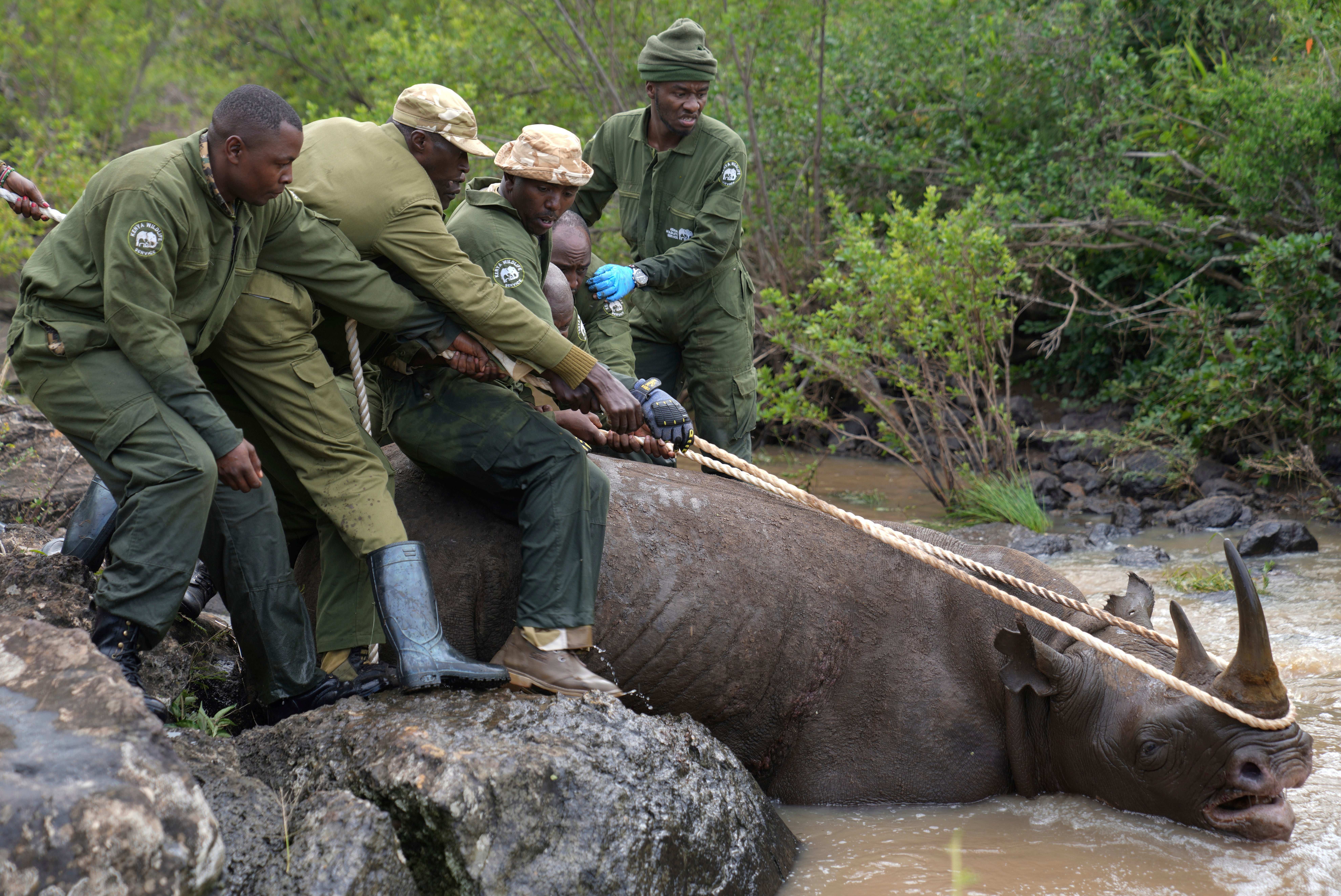 Kenya Relocating Rhinos
