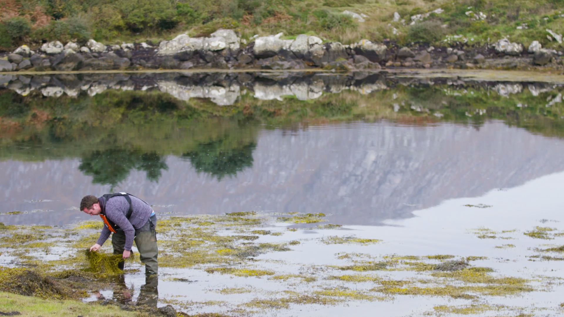 Seaweed is being used to help farmers stimulate and protect crops