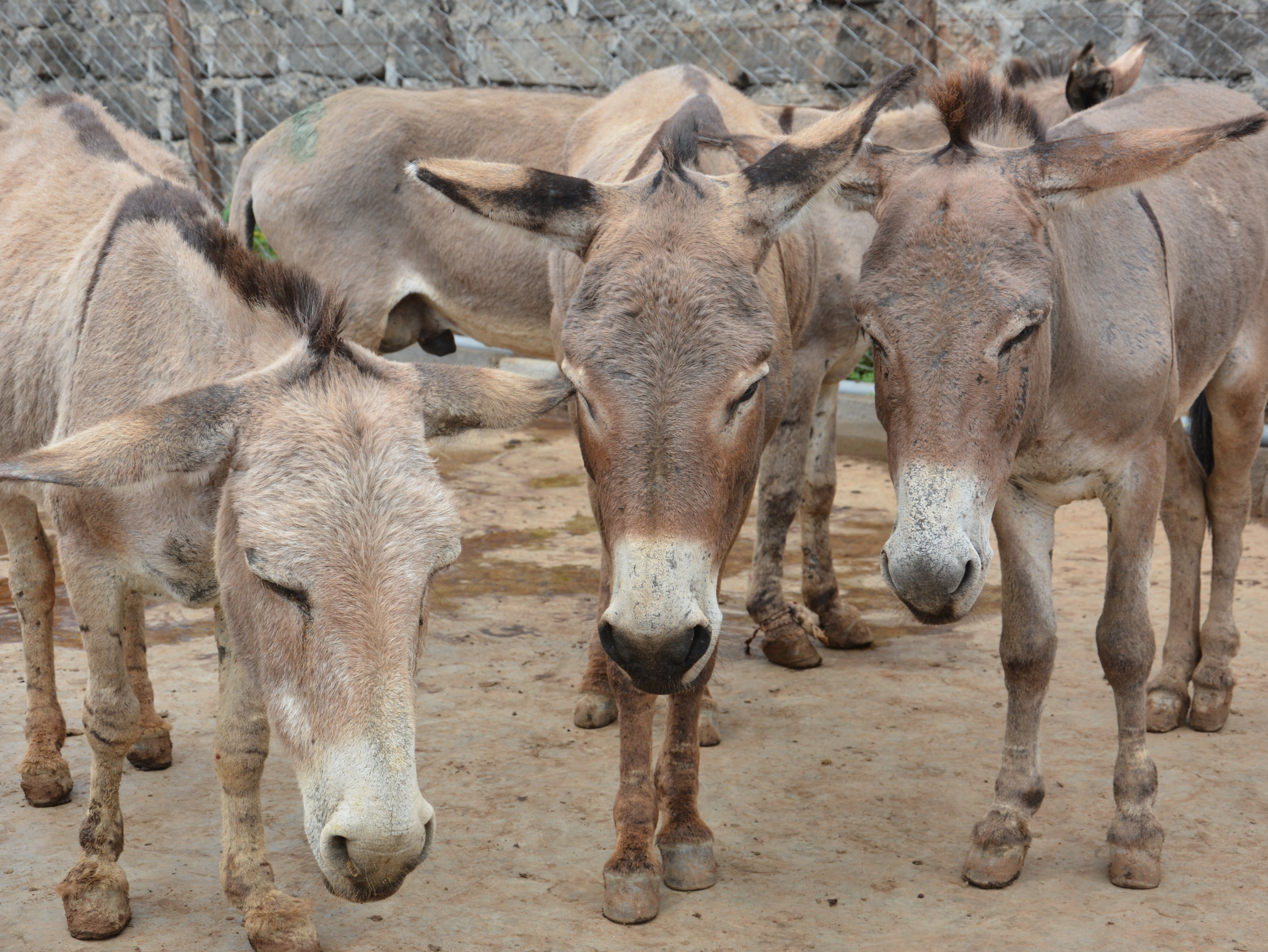 Donkeys at a slaughterhouse in Kenya