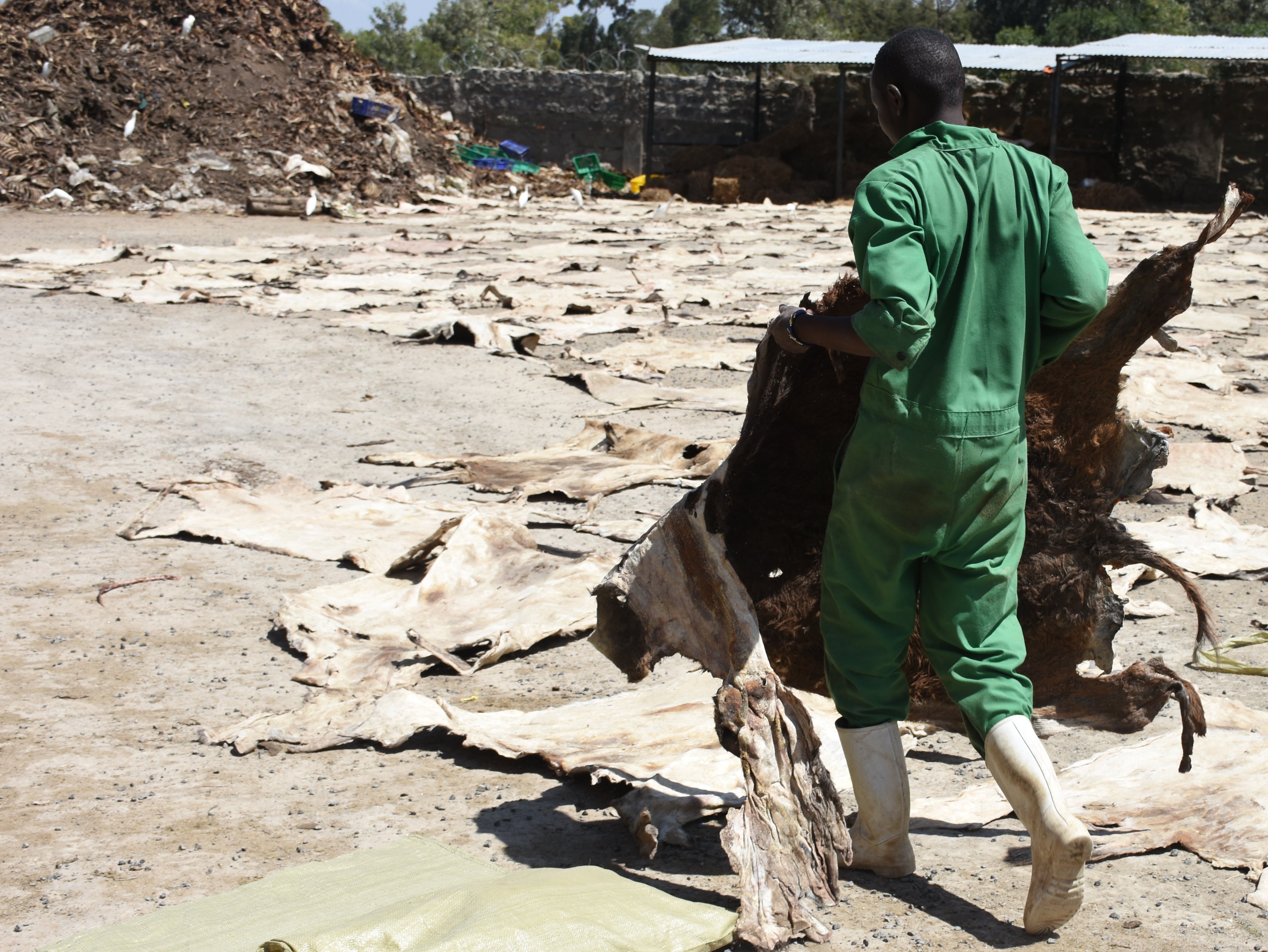 A worker carries one of many dried donkey skins at a slaughterhouse in Kenya