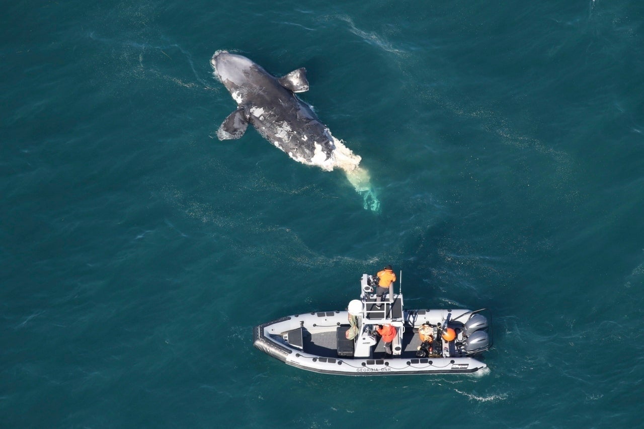 Right Whale Death