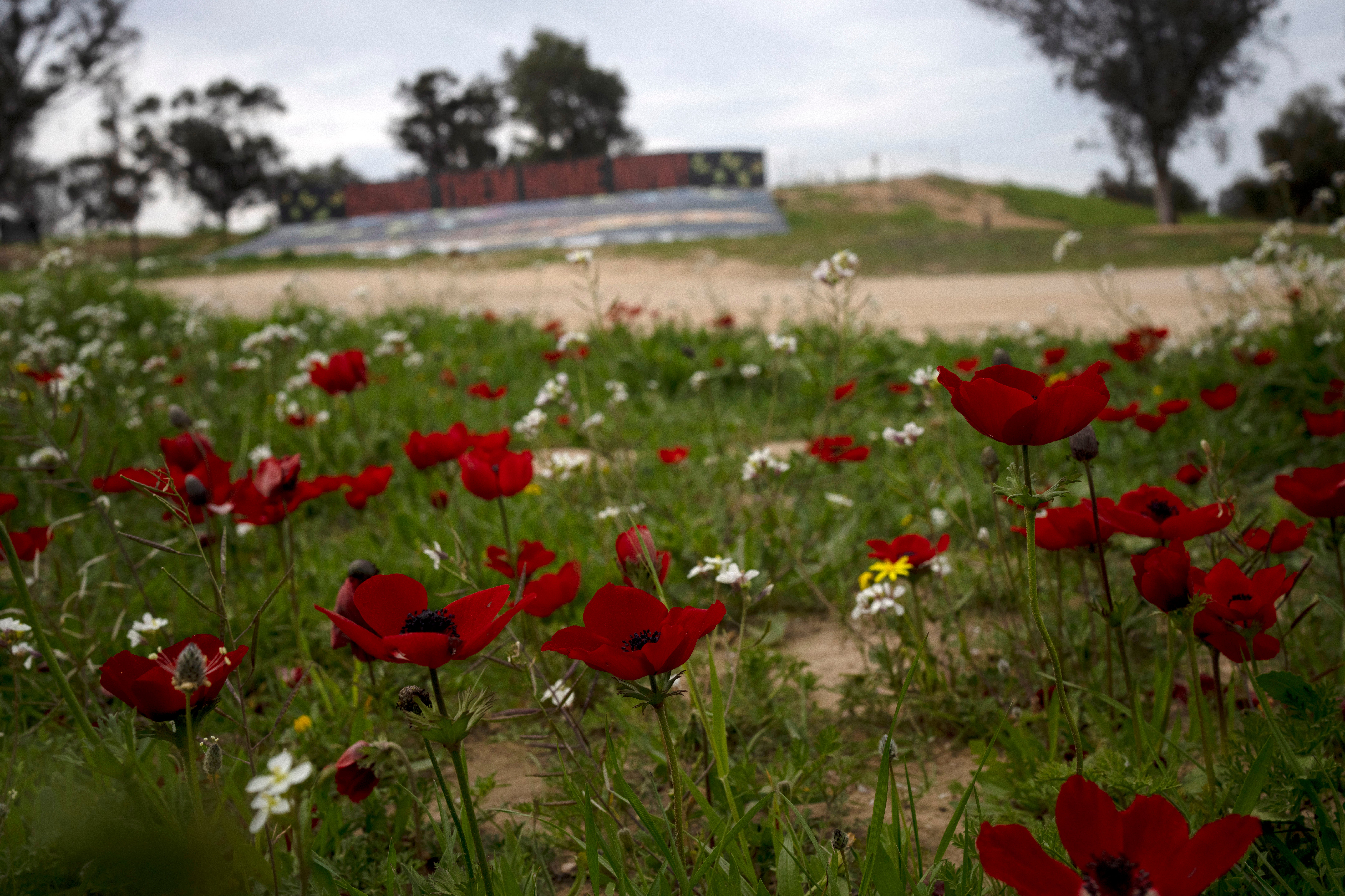 Israel Palestinians Flowers