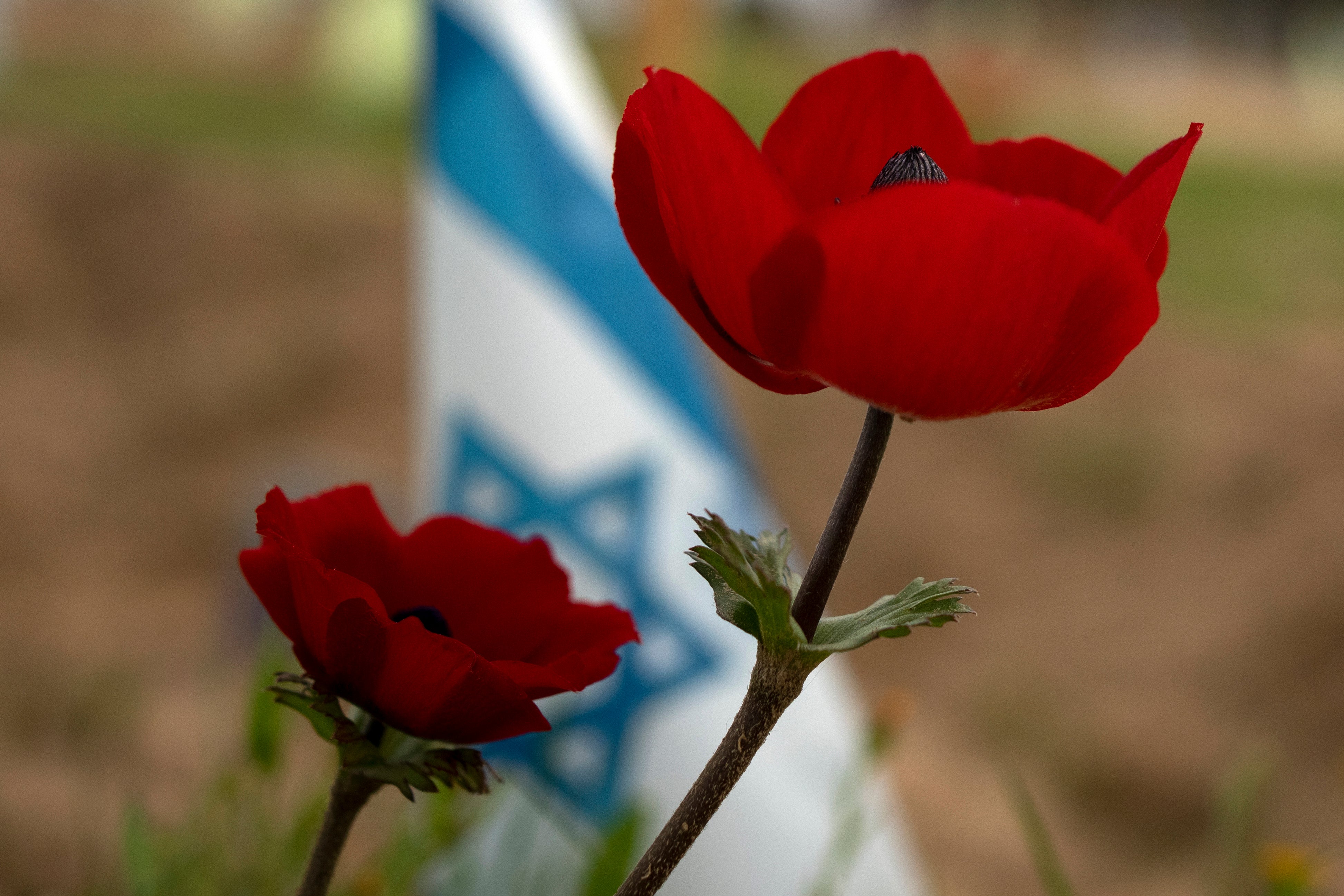 Israel Palestinians Flowers
