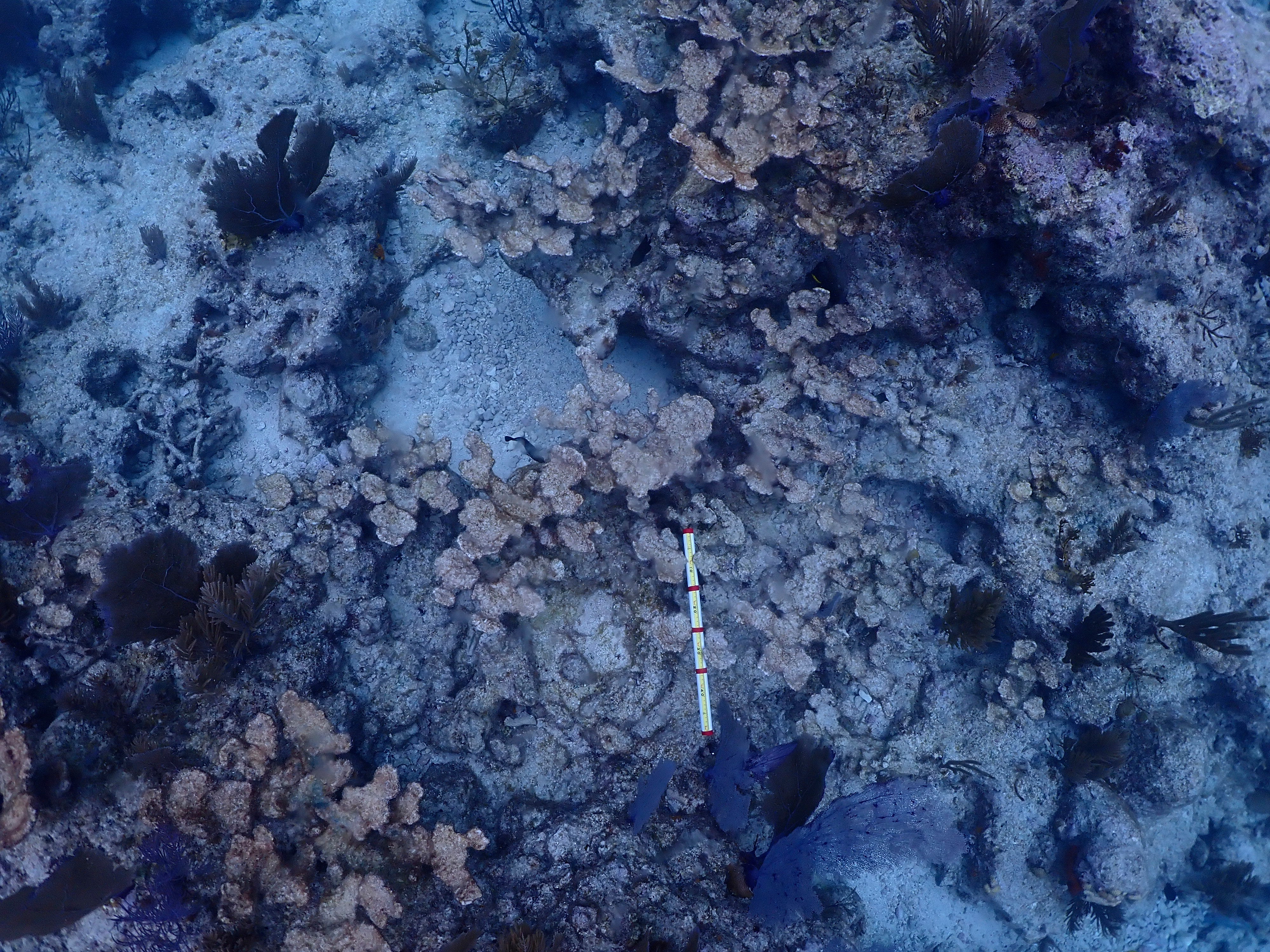 Coral Restoration Death