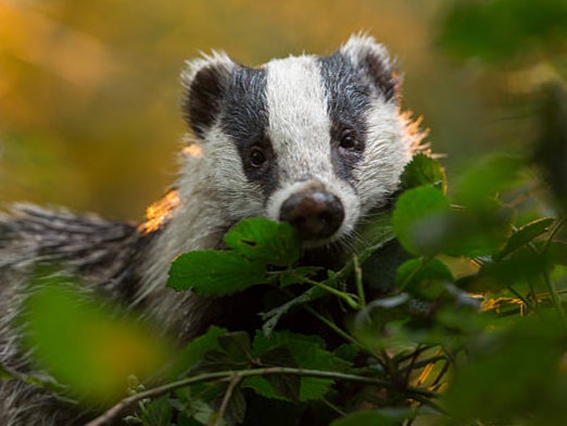 At least 230,000 English badgers have been killed