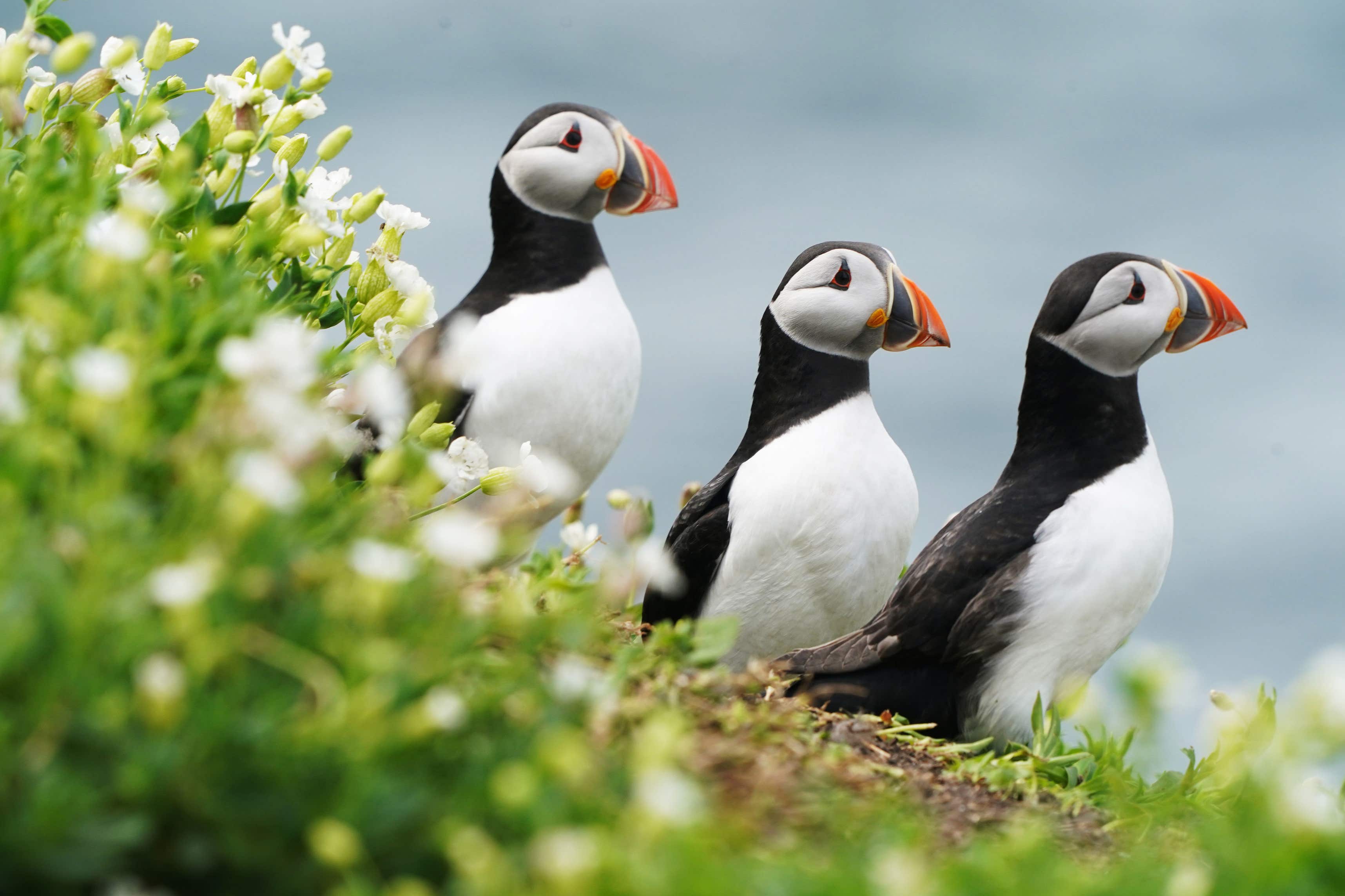 An internationally-important seabird colony is to reopen to visitors this spring after it was shut due to avian flu (Owen Humphreys/PA)