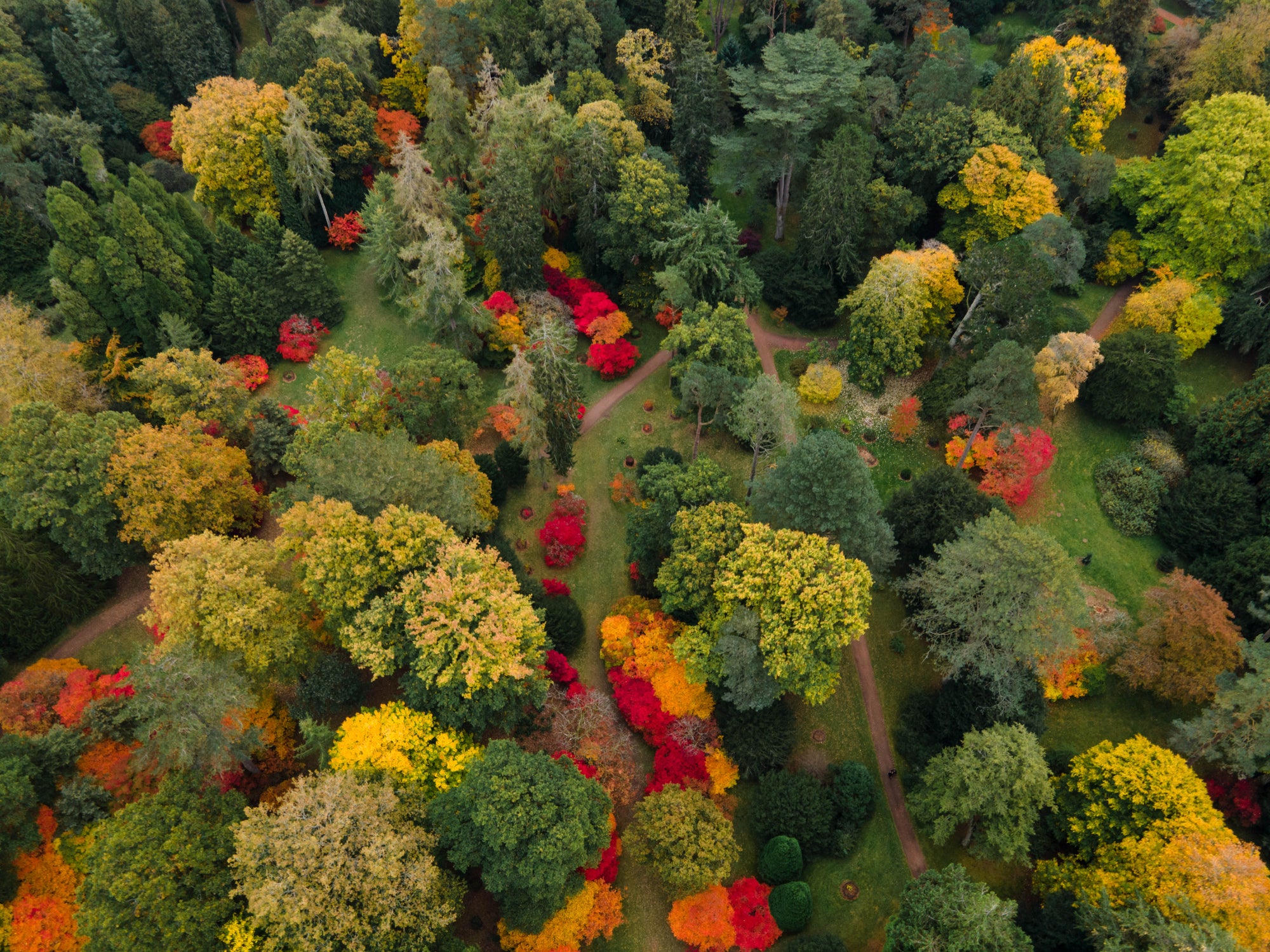 Westonbirt, the National Arboretum, has 2,500 different species of tree