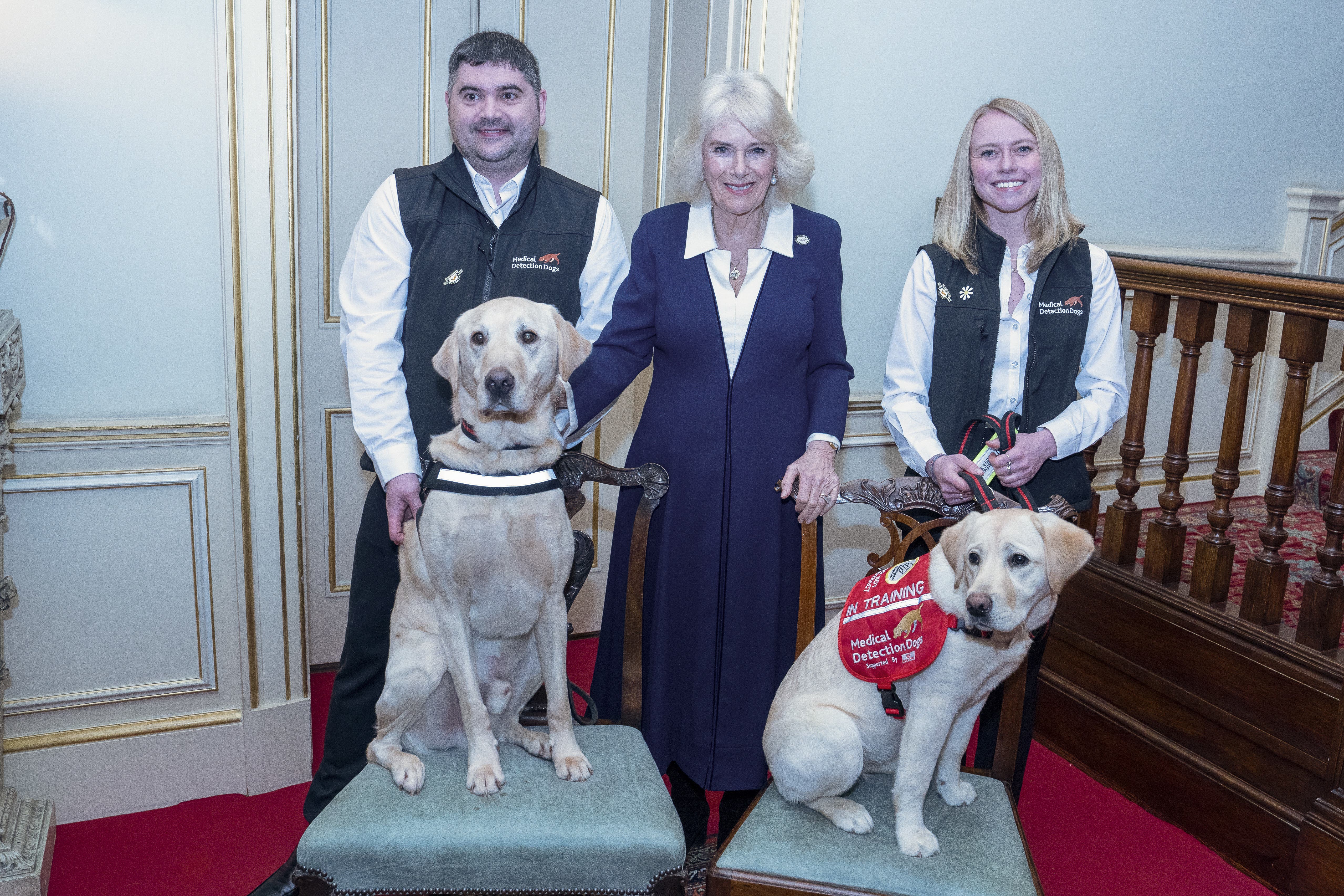 Camilla meets detection dogs Storm and Maggie at Clarence House (Arthur Edwards/The Sun/PA)