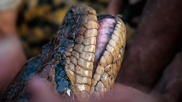 A northern green anaconda