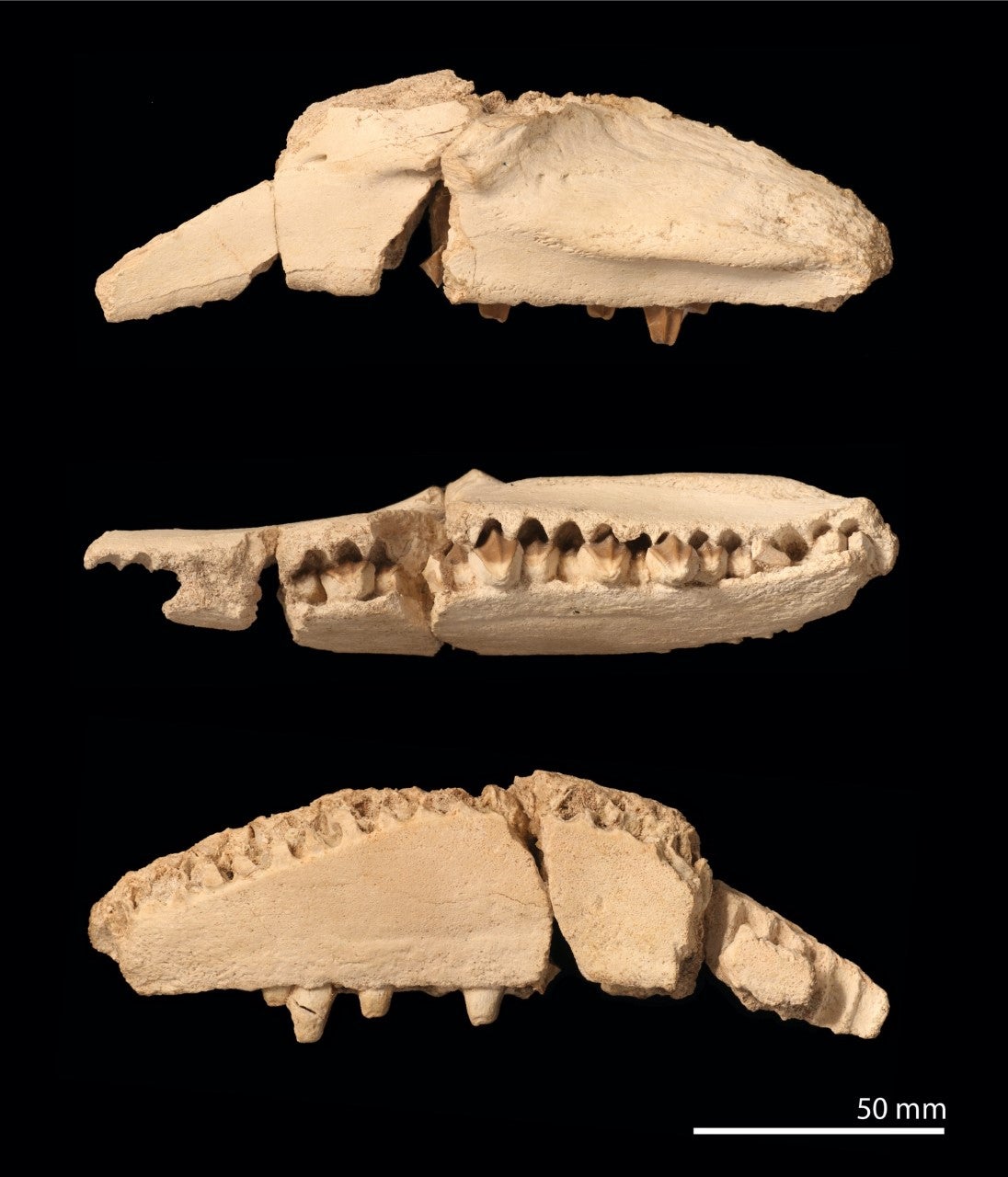 Fossils of the duck-billed dinosaur were found in Morocco