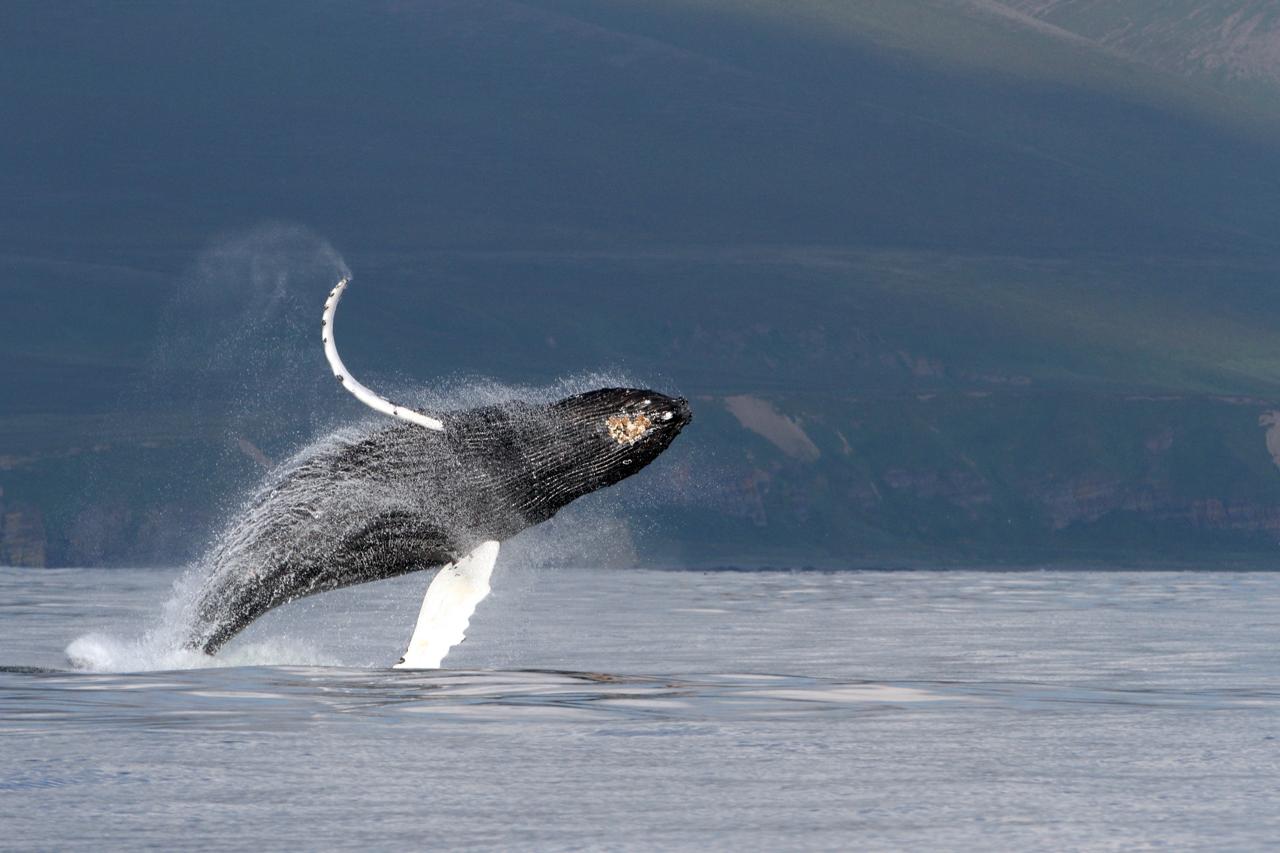 A Humpback whale breaching