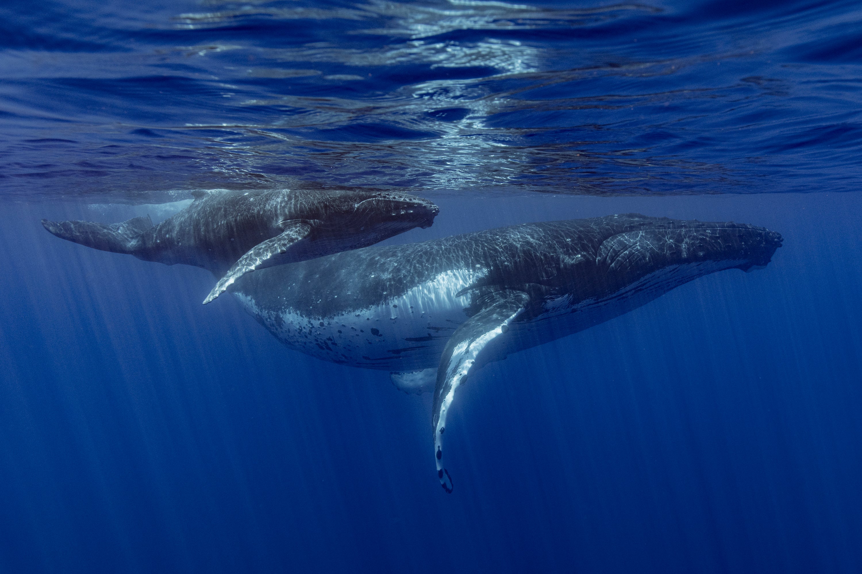 How Whales Sing