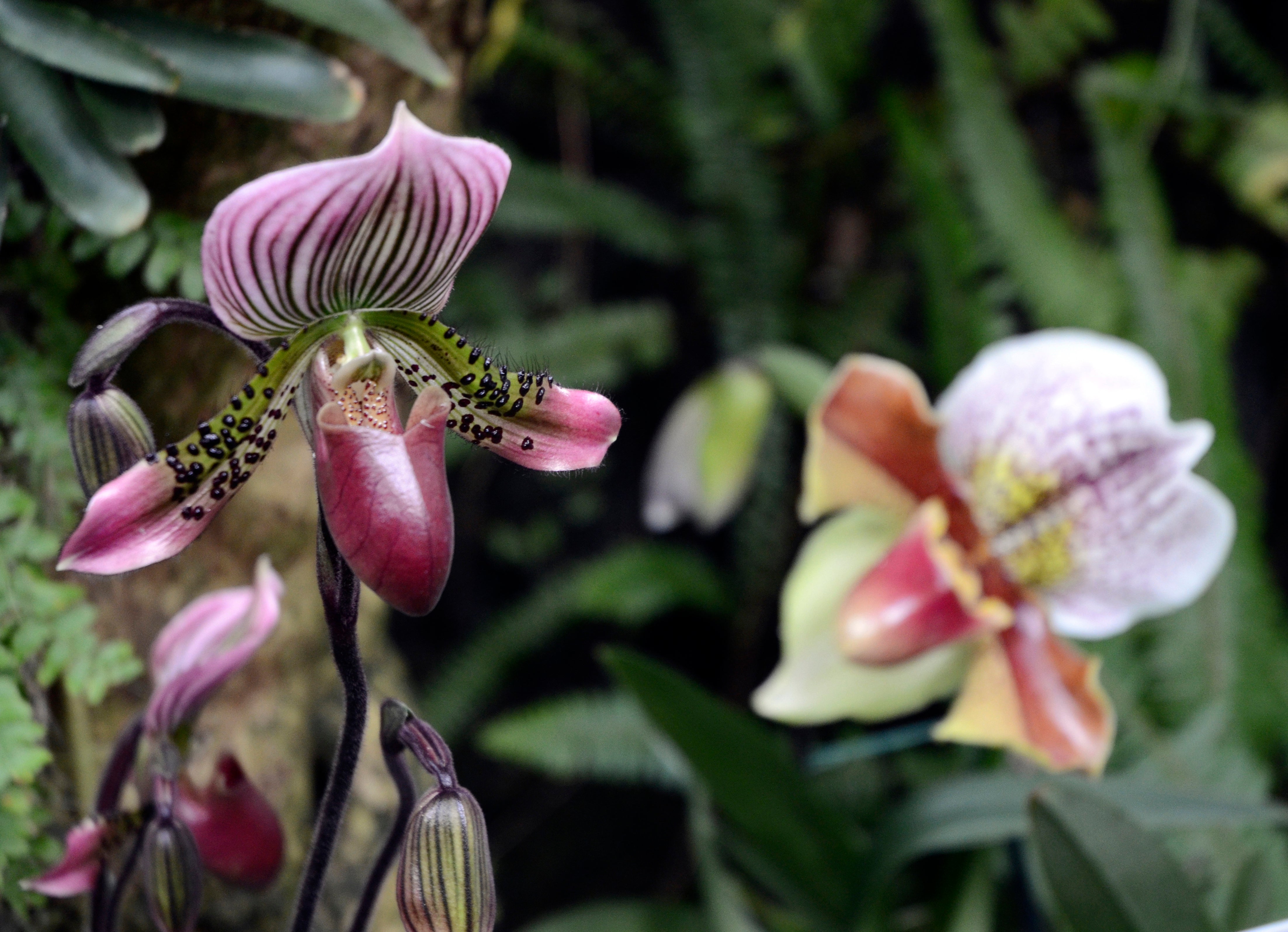 Orchid Show Fashion Photo Gallery