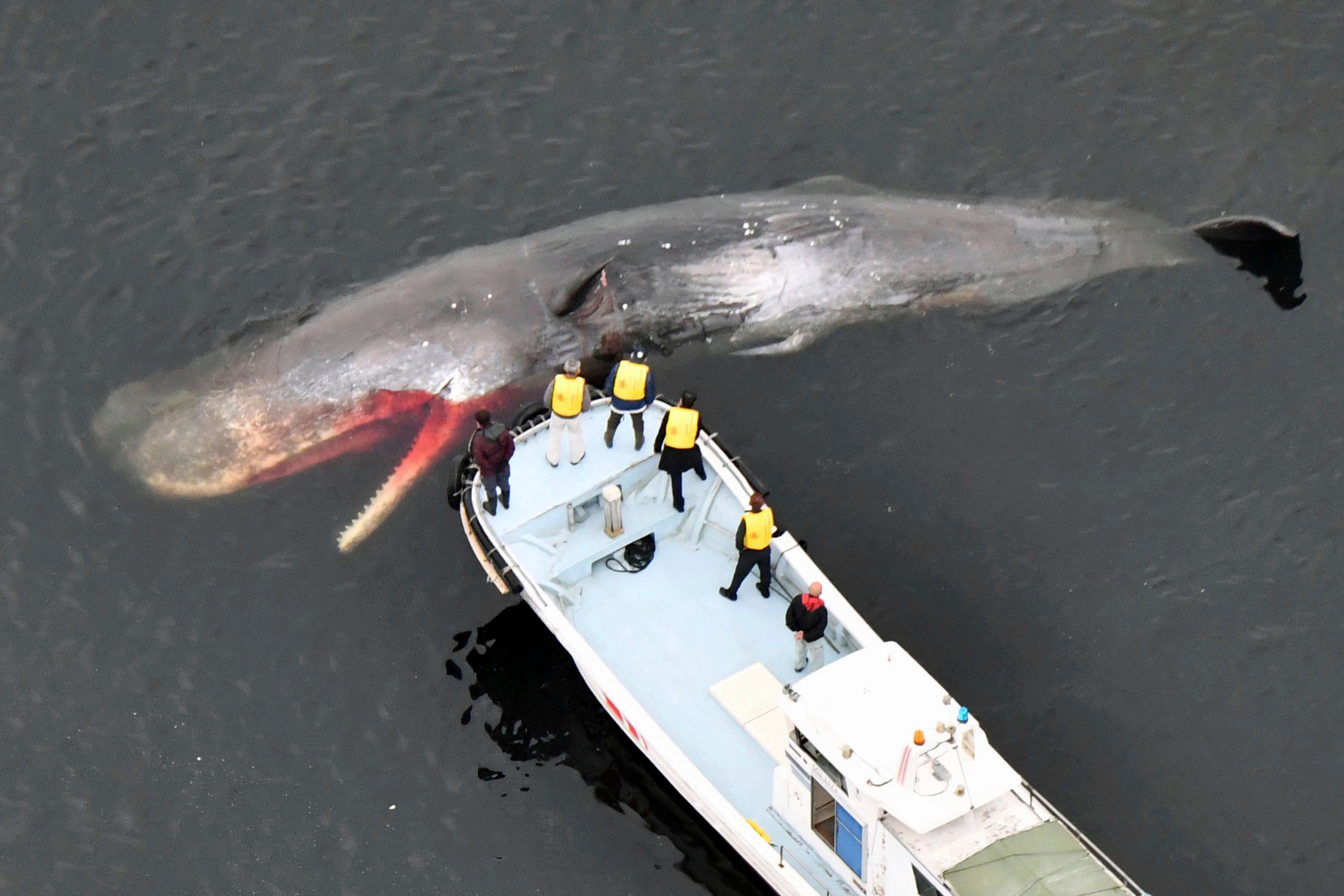 Japan Stranded Whale