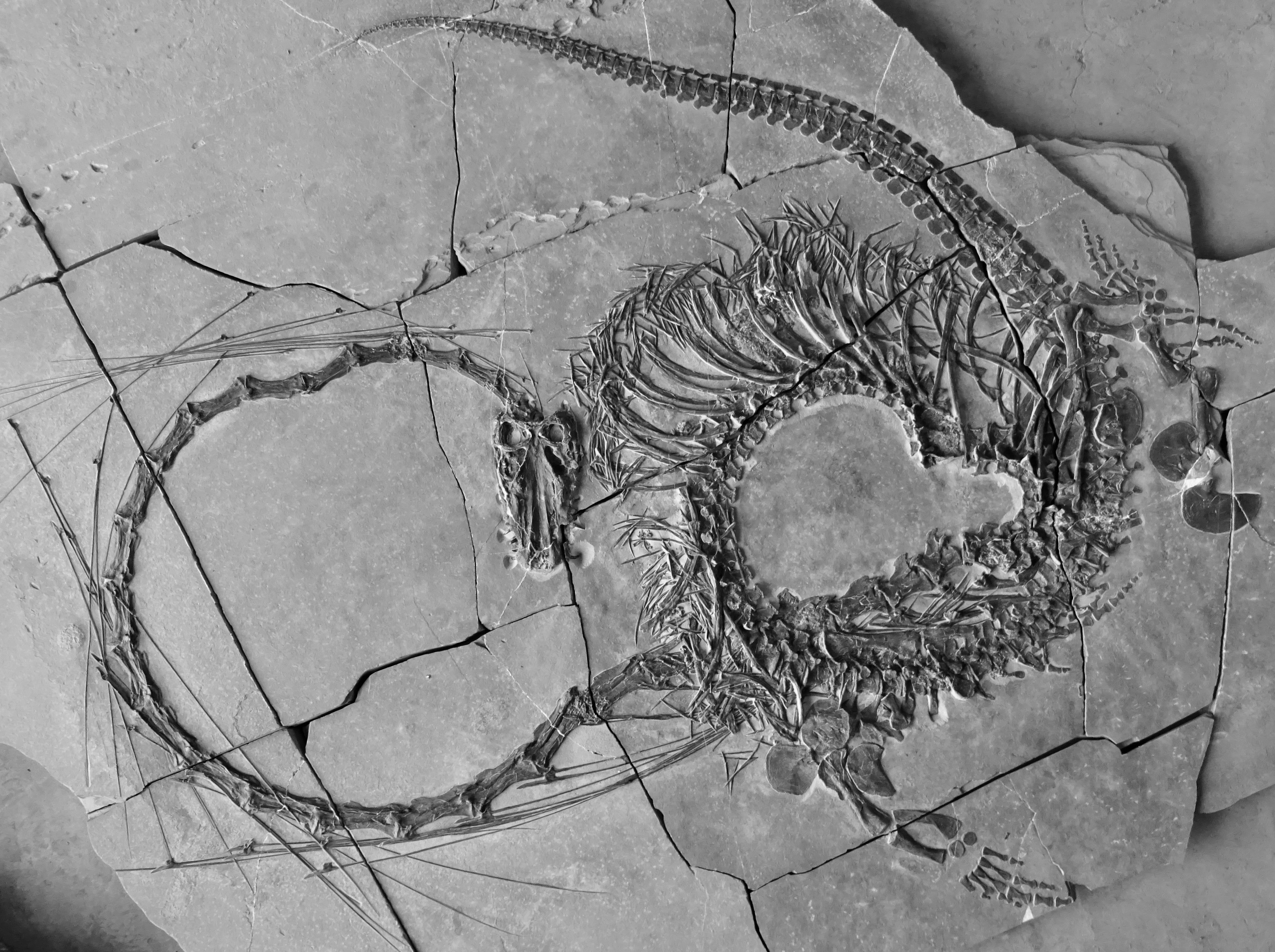 The Dinocephalosaurus orientalis fossils were discovered in Guizhou province, southern China