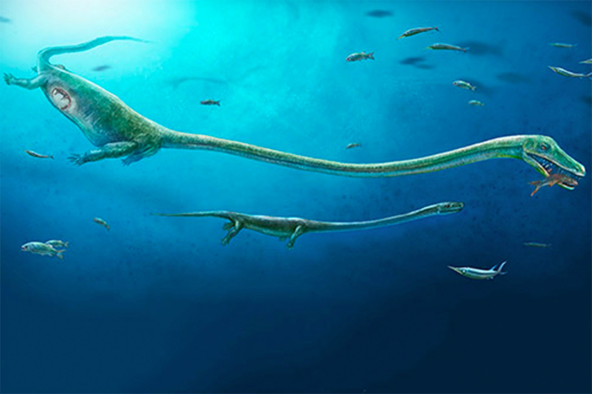 Reconstruction of an Dinocephalosaurus