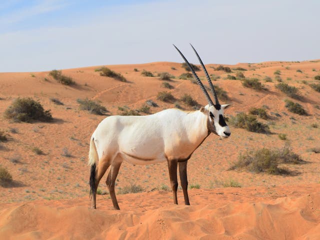 <p>The Arabian oryx is the national animal of Dubai</p>