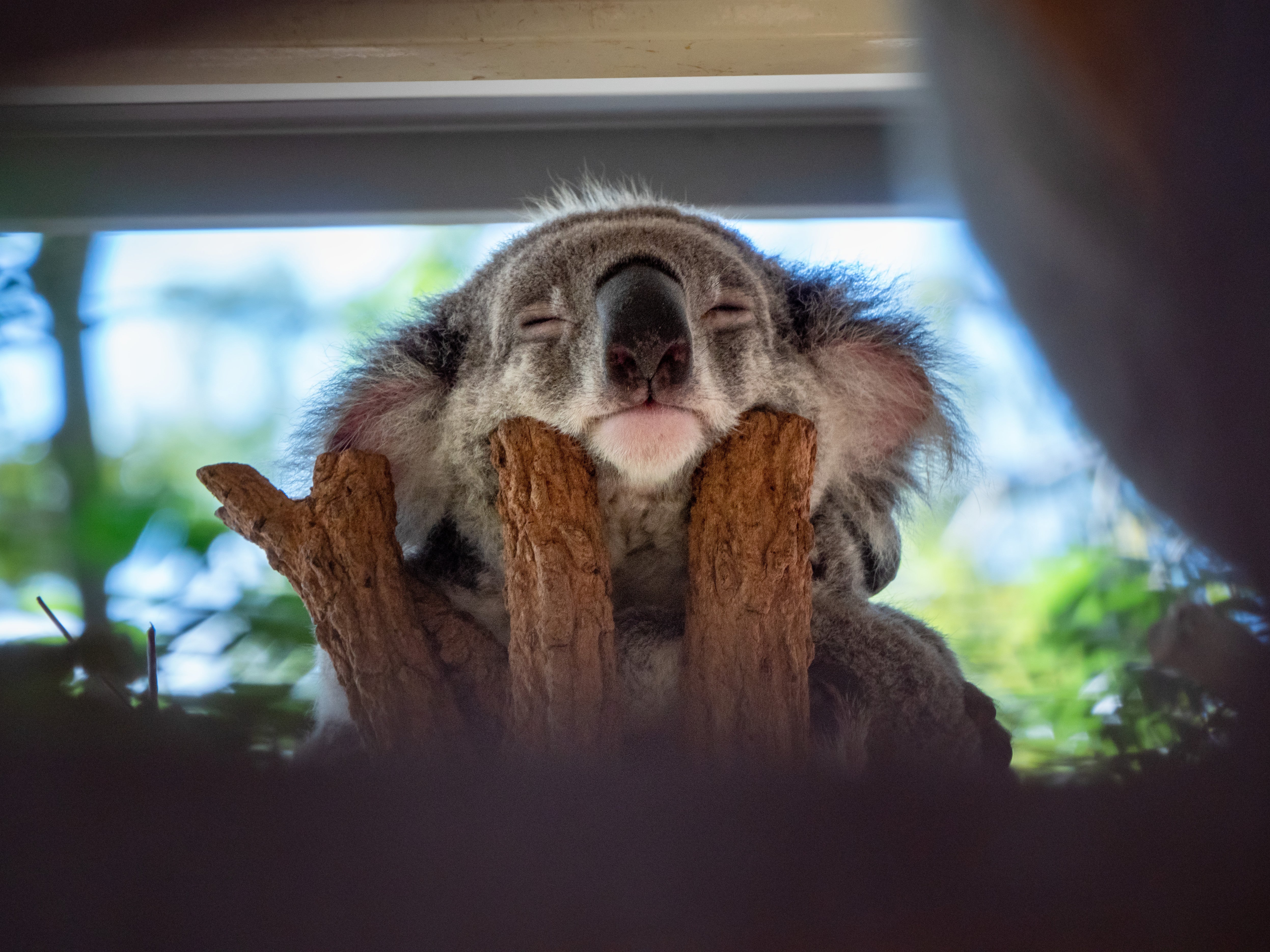 Prepare for a cuteness overload at the Lone Pine Koala Sanctuary in Brisbane