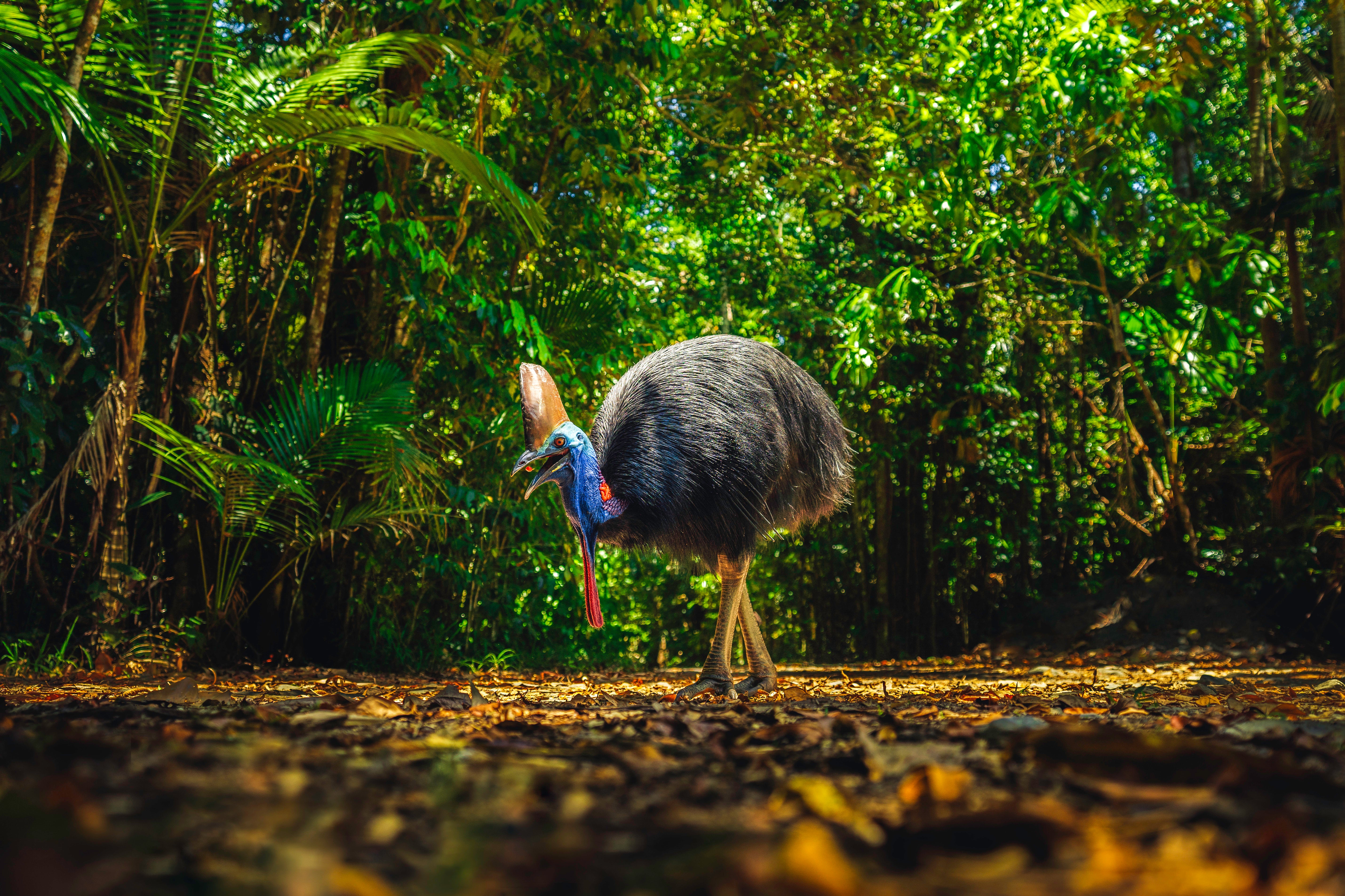 You’ll find an array of tropical birds in Daintree Rainforest, including the wonderfully odd flightless Cassowary bird