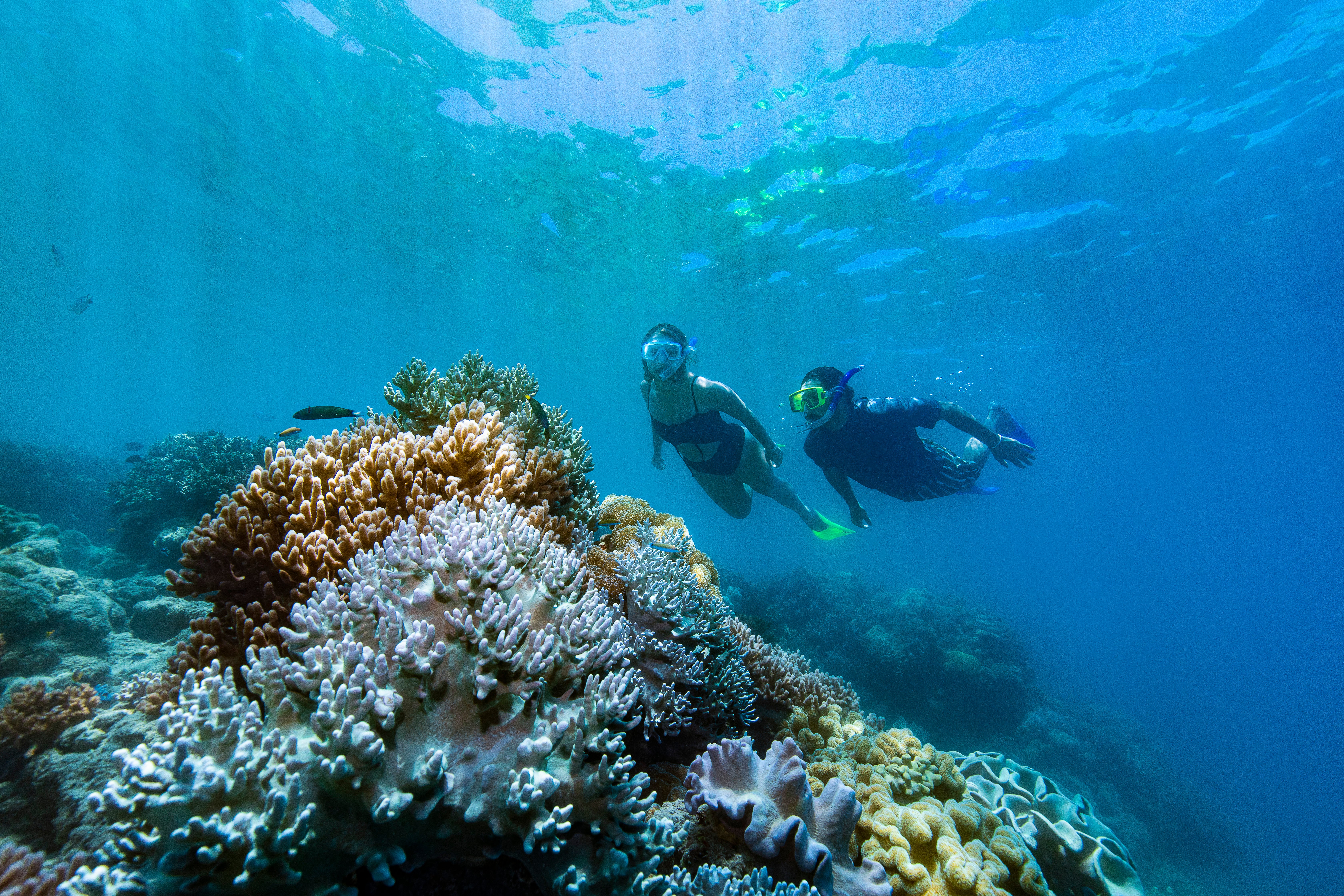 A snorkelling reef tour around Hamilton Island will open your eyes to beautiful multicoloured reefs and brightly coloured fish